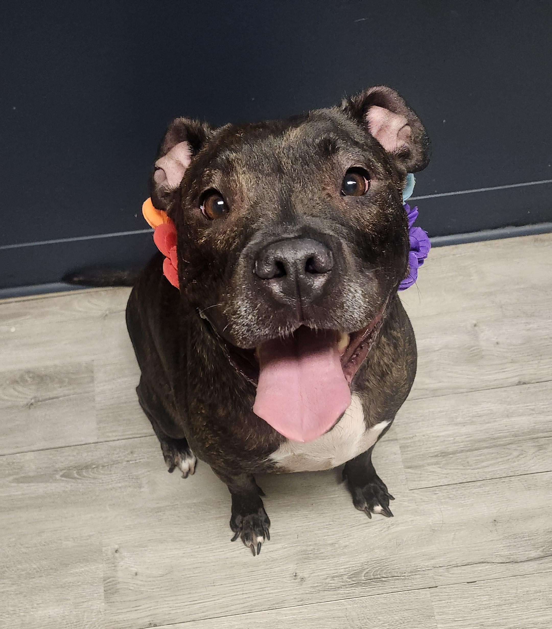 Enlarge Barbacoa, a Adoptable mixed breed in Mansfield, OH image 4/5