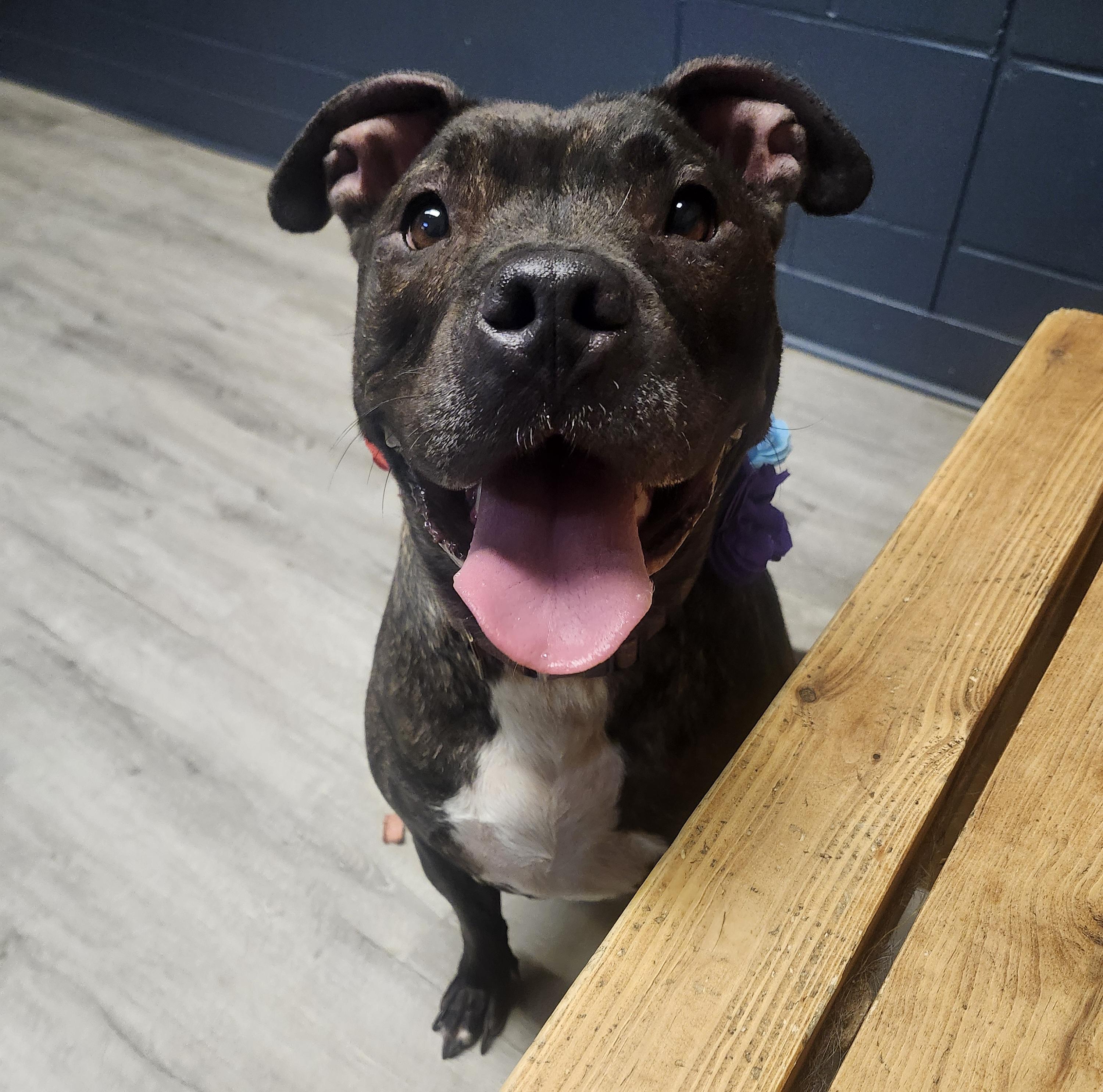 Barbacoa, Adoptable, Adult Female American Staffordshire Terrier.