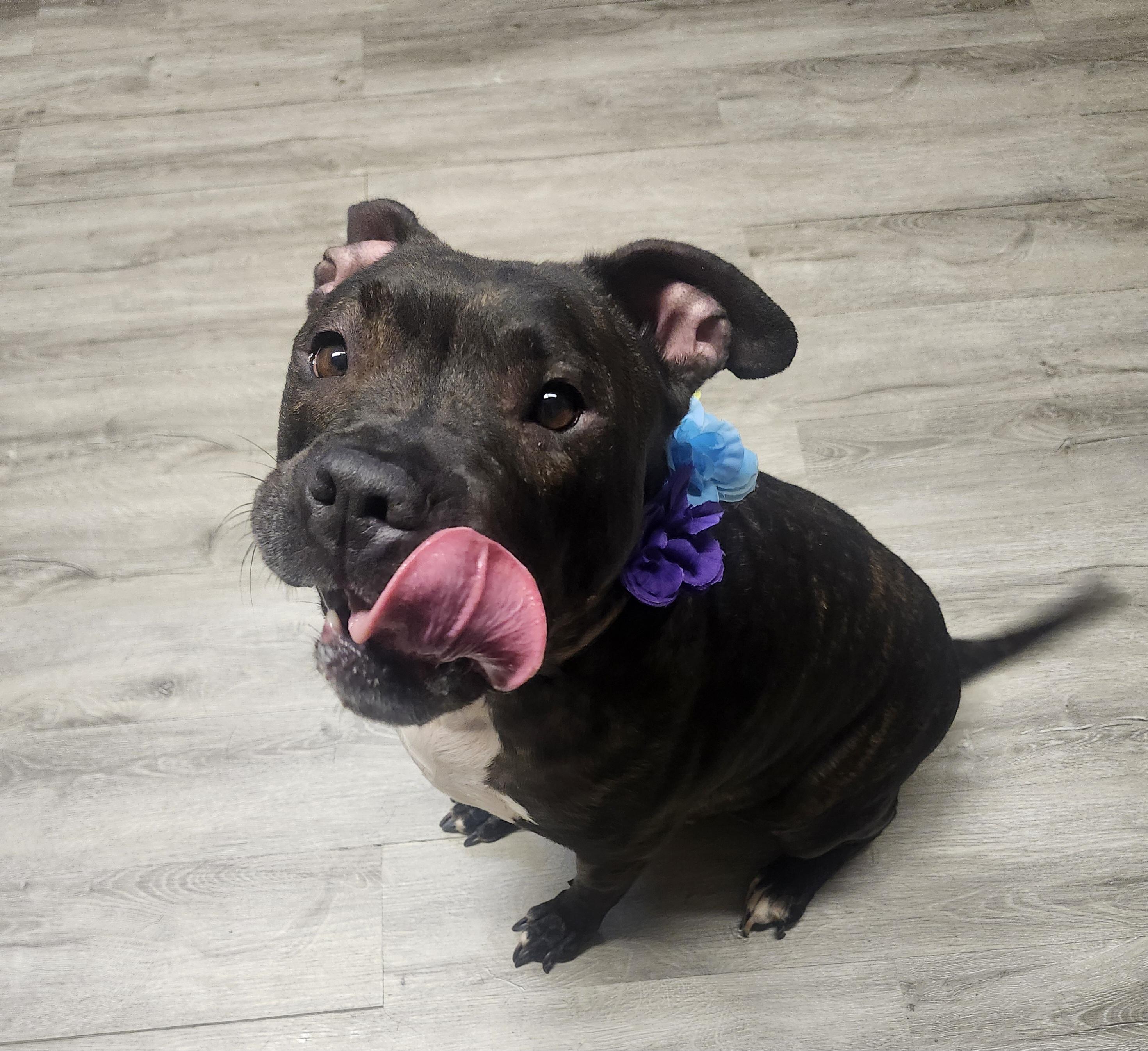 Enlarge Barbacoa, a Adoptable mixed breed in Mansfield, OH image 3/5