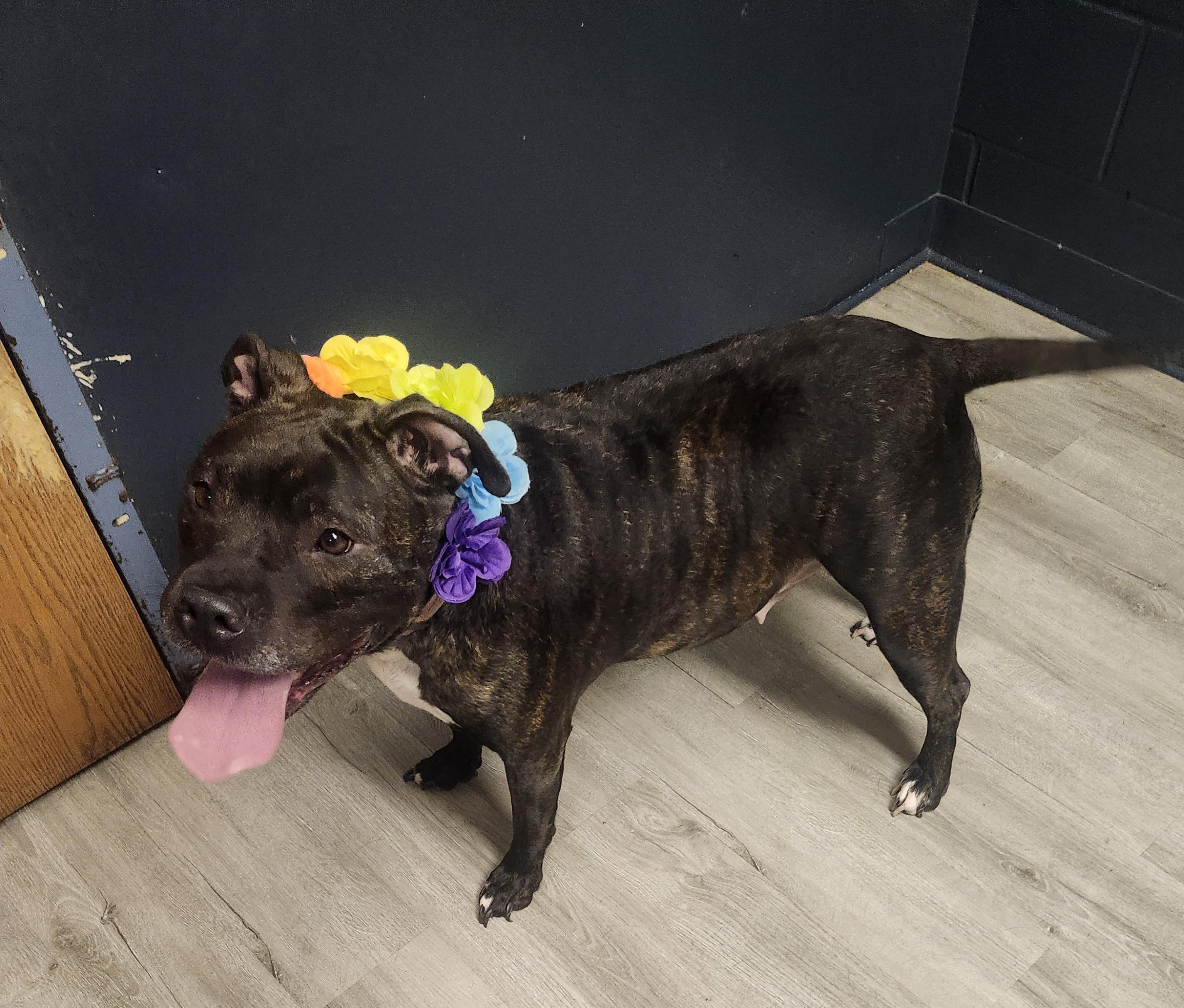 Enlarge Barbacoa, a Adoptable mixed breed in Mansfield, OH image 5/5