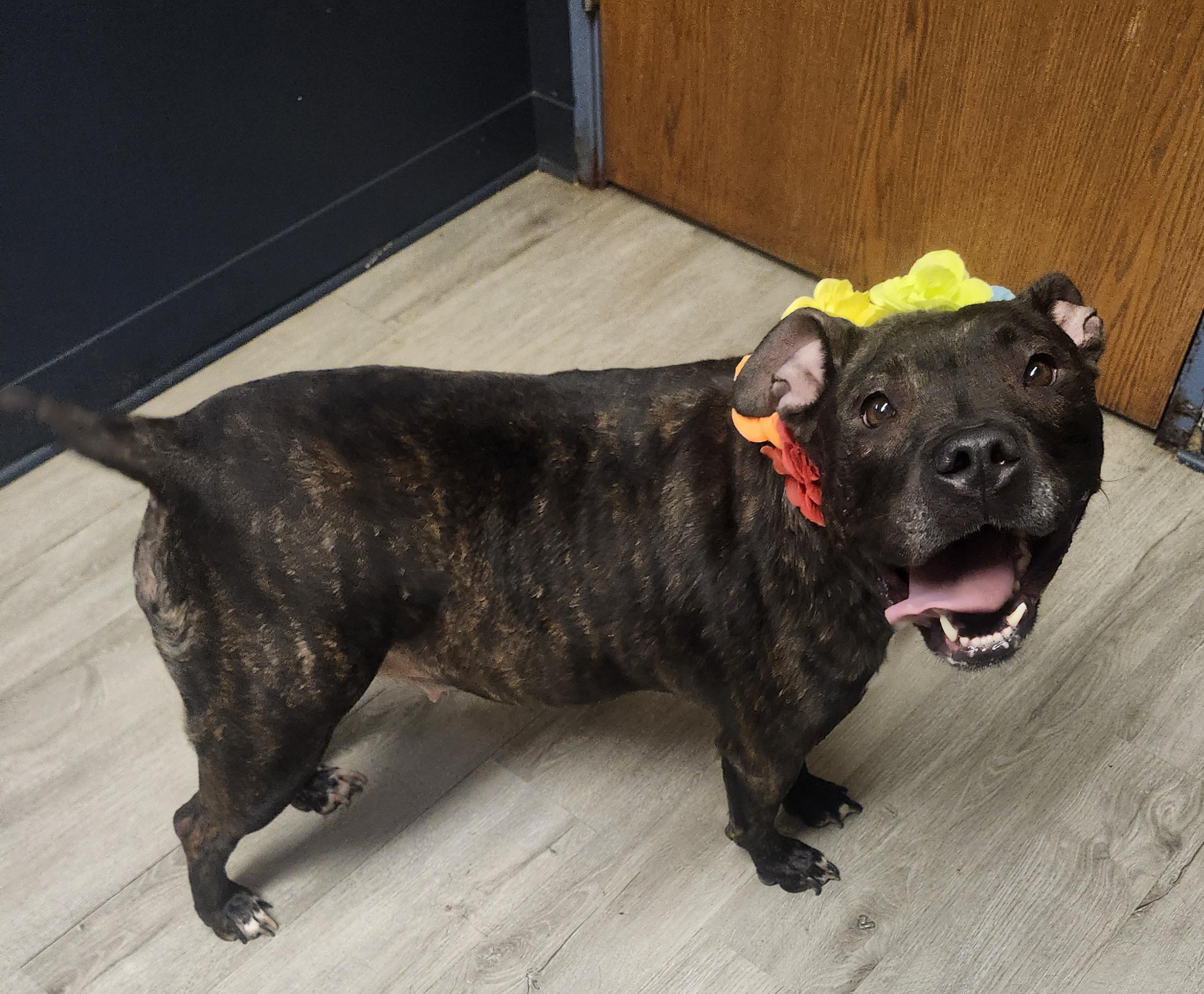 Enlarge Barbacoa, a Adoptable mixed breed in Mansfield, OH image 2/5