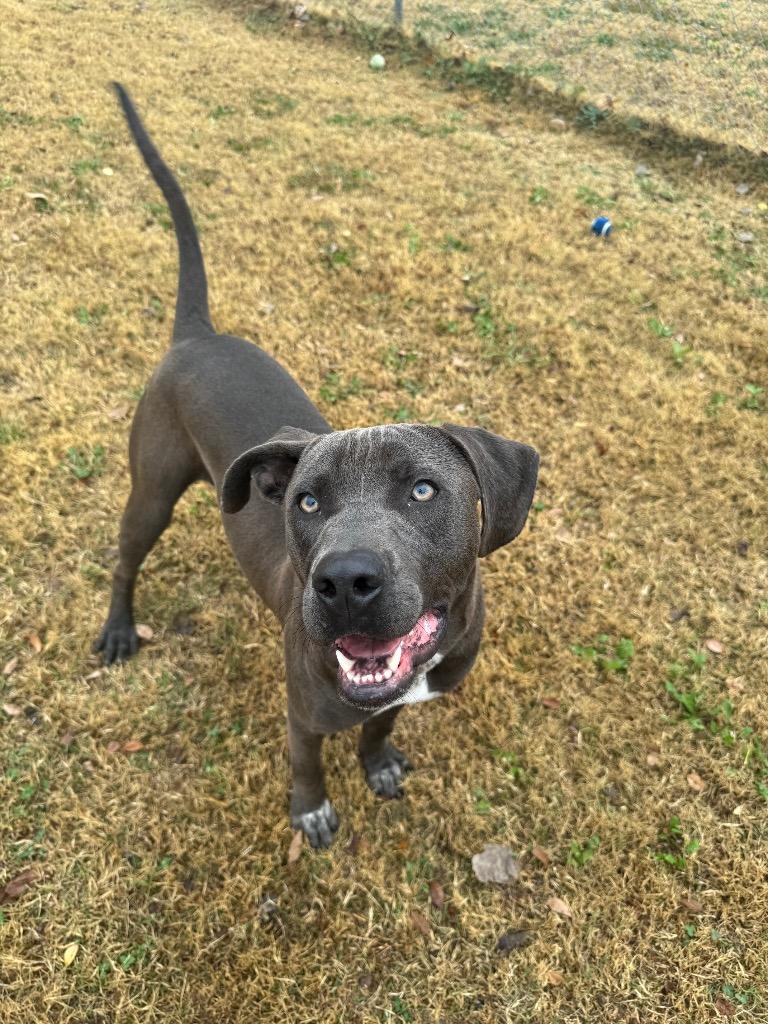 Frank, a Adoptable mixed breed in Ada, OK image 2/5
