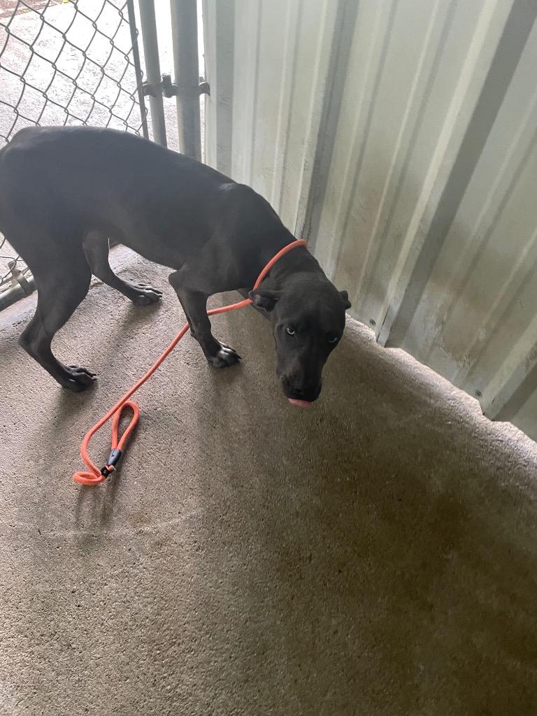 Frank, a Adoptable mixed breed in Ada, OK image 3/5