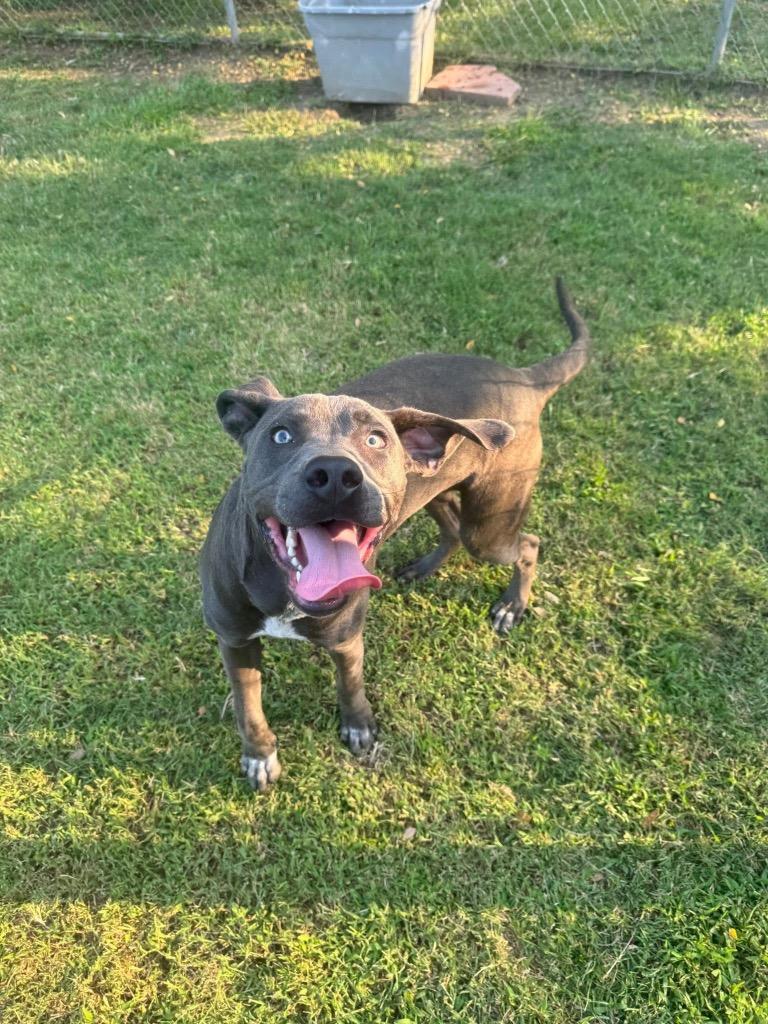 Frank, a Adoptable mixed breed in Ada, OK image 4/5