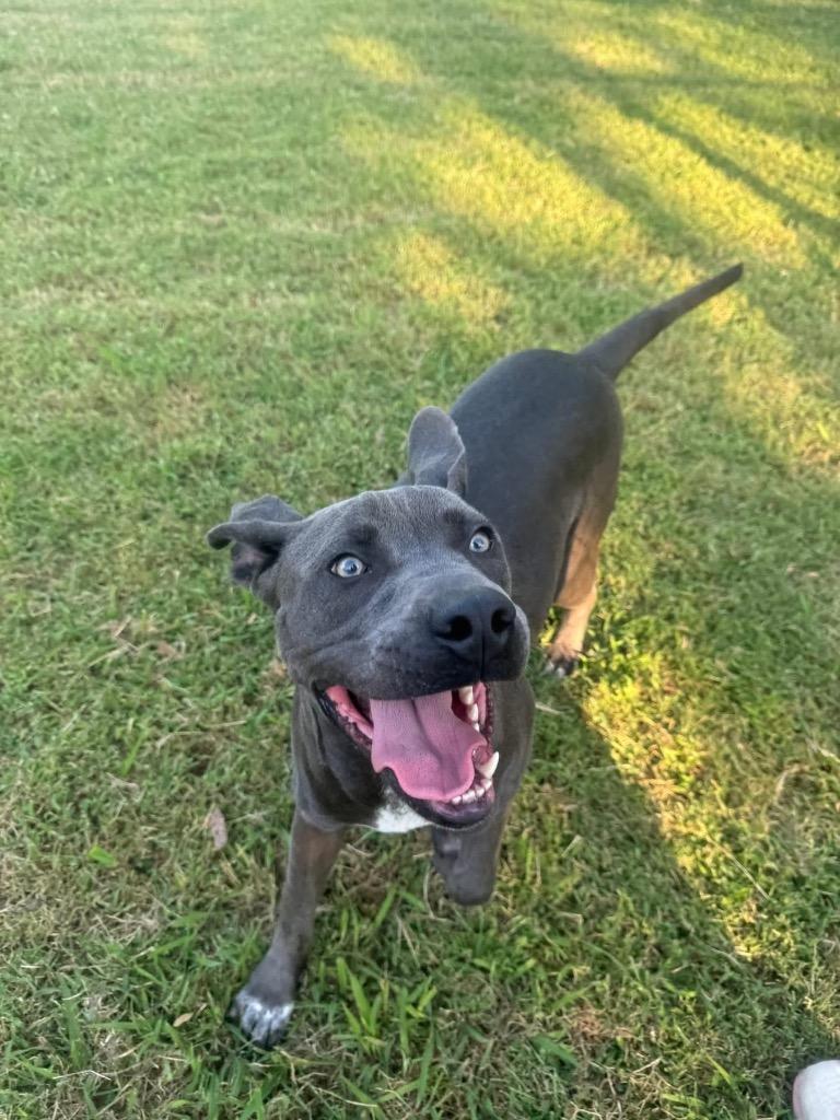 Enlarge Frank, a Adoptable mixed breed in Ada, OK image 5/5