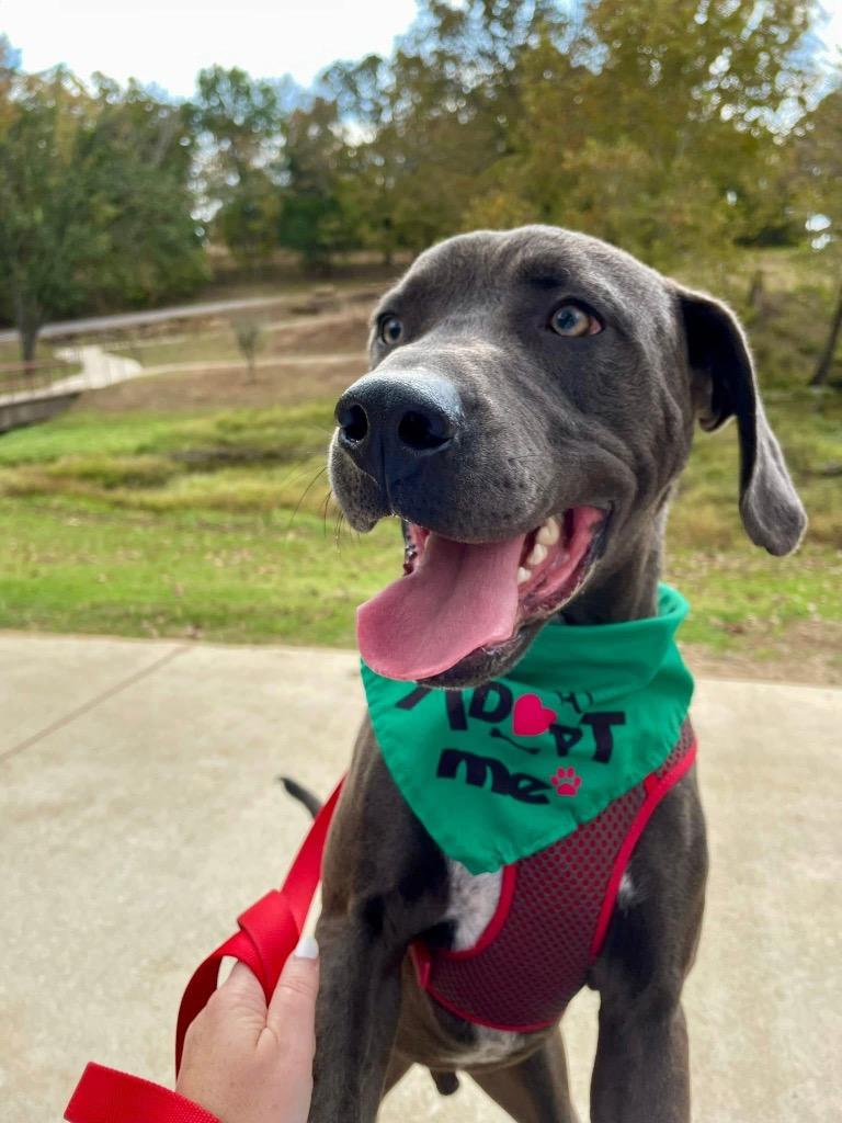 Frank, a Adoptable mixed breed in Ada, OK image 5/5
