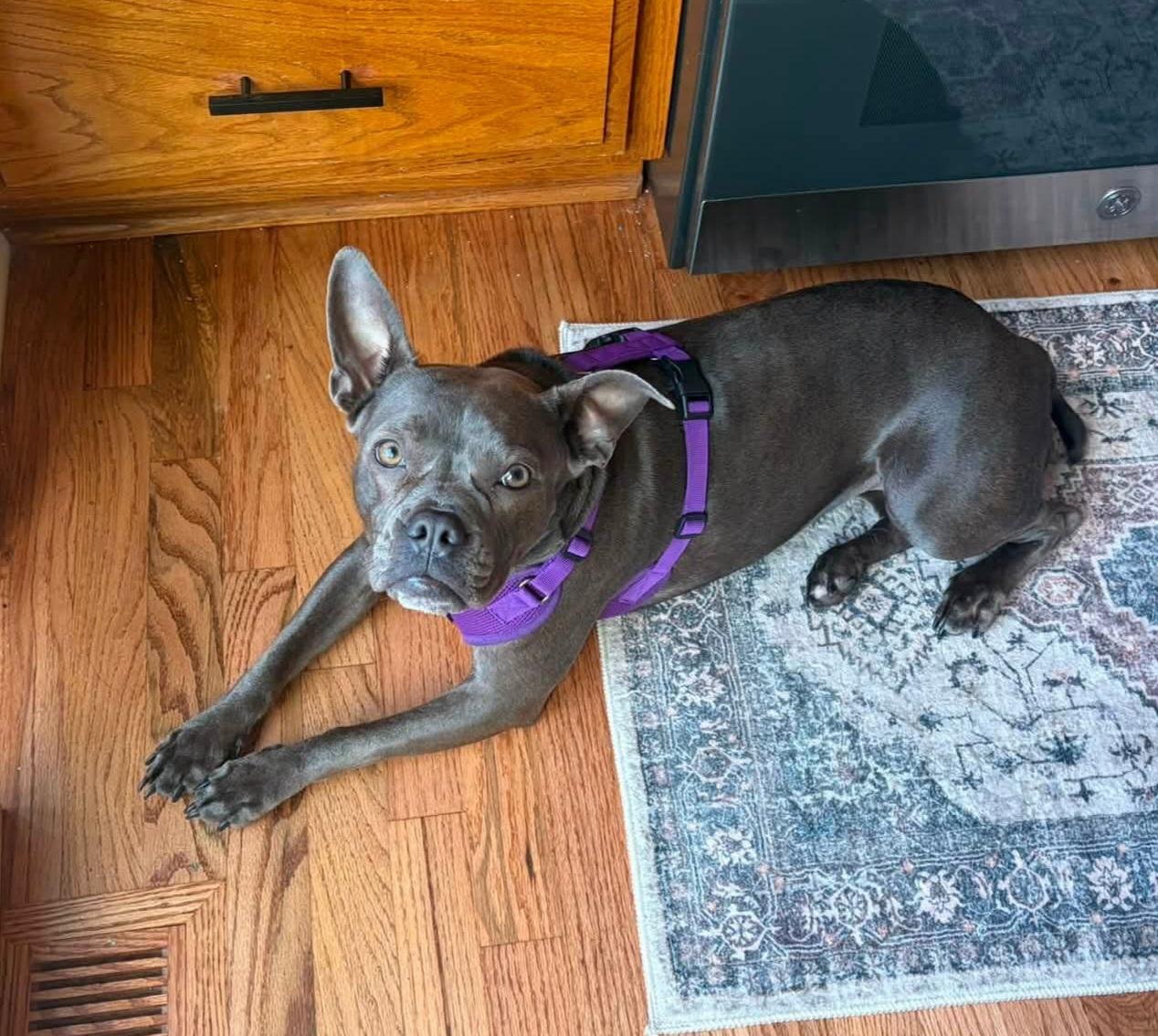 Munch in NE, ADOPTABLE, Adult Female Boston Terrier.