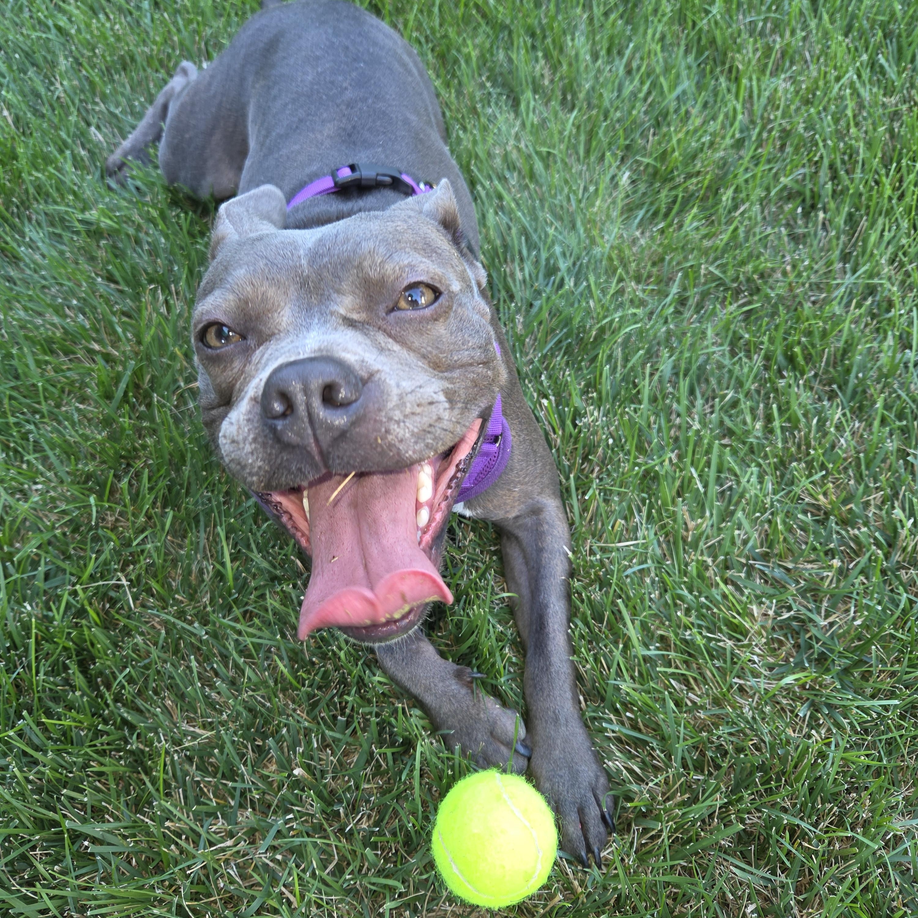 Munch in NE, a ADOPTABLE mixed breed in Elkhorn, NE image 2/6