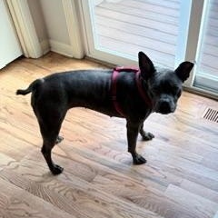 Munch in NE, a ADOPTABLE mixed breed in Elkhorn, NE image 4/6