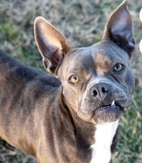 Munch in NE, a ADOPTABLE mixed breed in Elkhorn, NE image 3/6