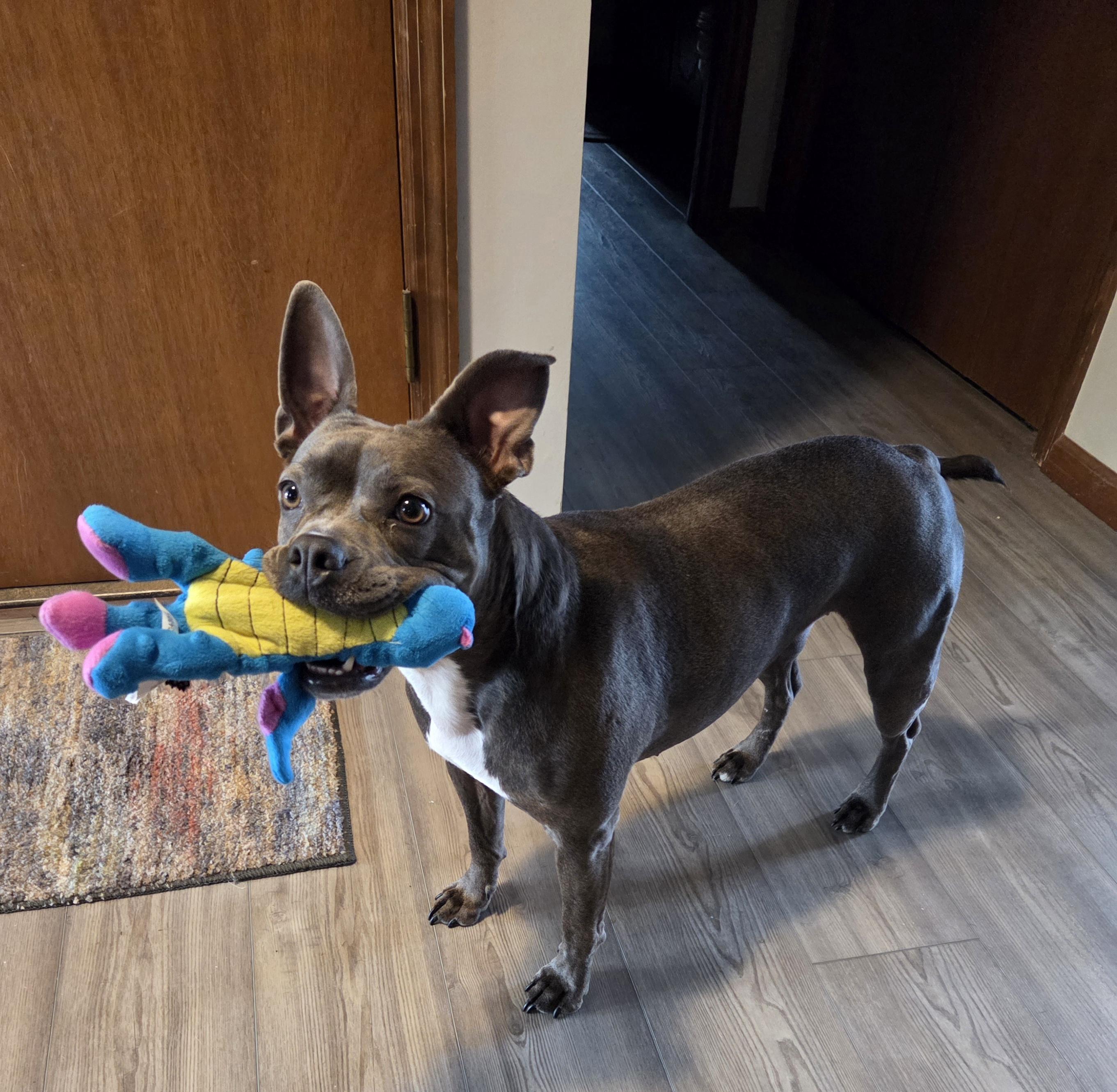 Munch in NE, ADOPTABLE, Adult Female Boston Terrier.