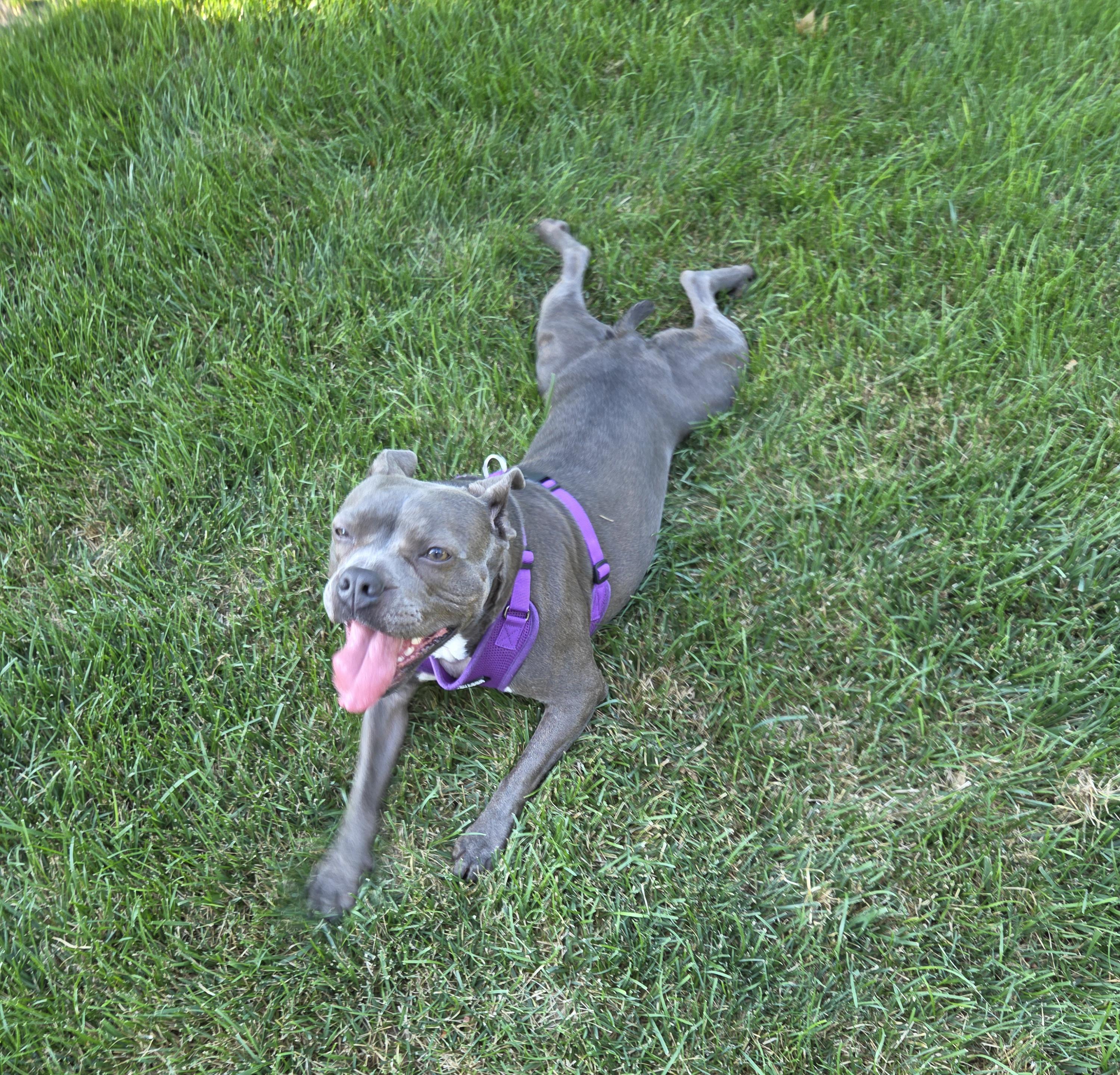 Munch in NE, a ADOPTABLE mixed breed in Elkhorn, NE image 6/6