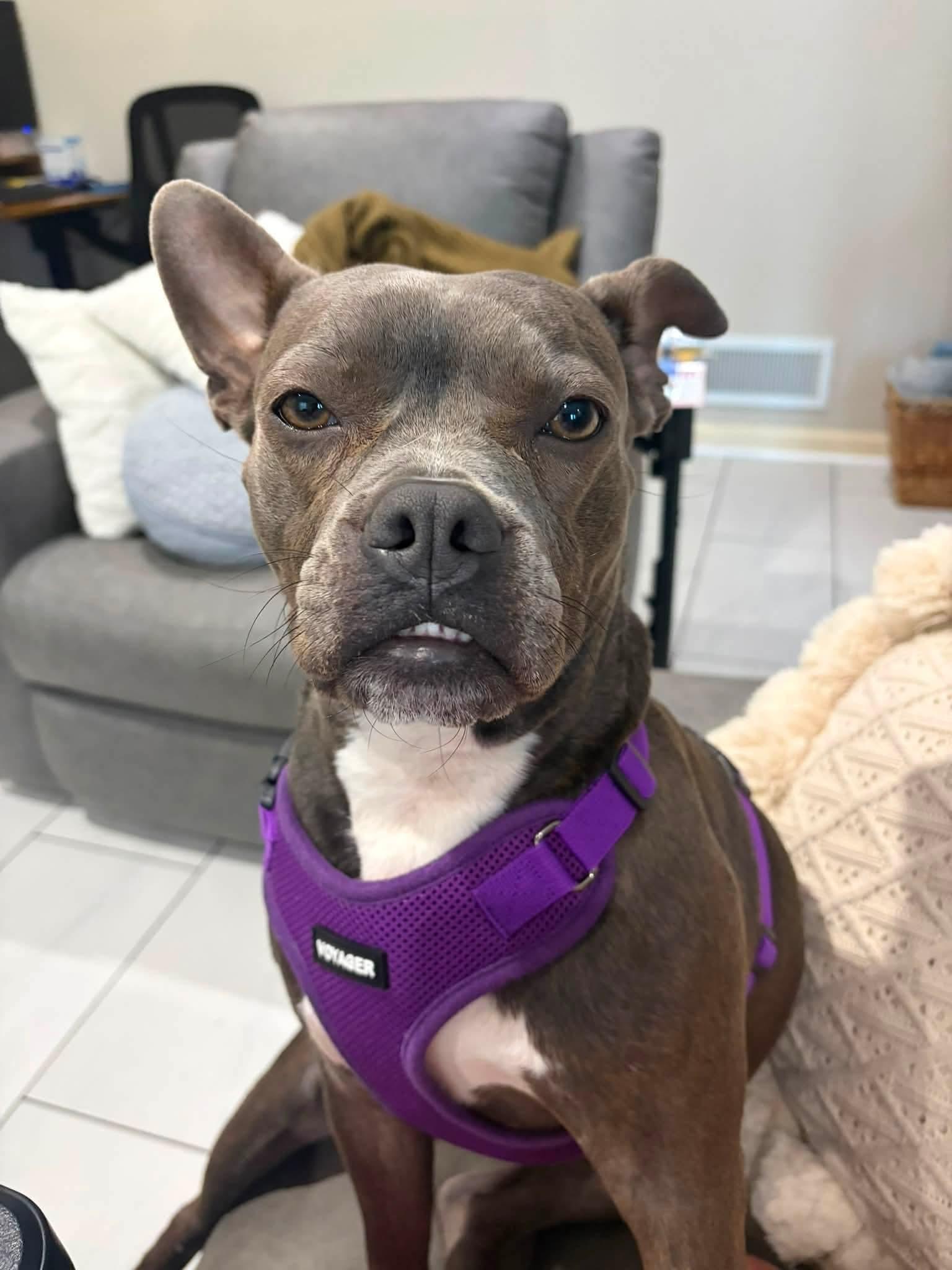 Munch in NE, a ADOPTABLE mixed breed in Elkhorn, NE image 1/6