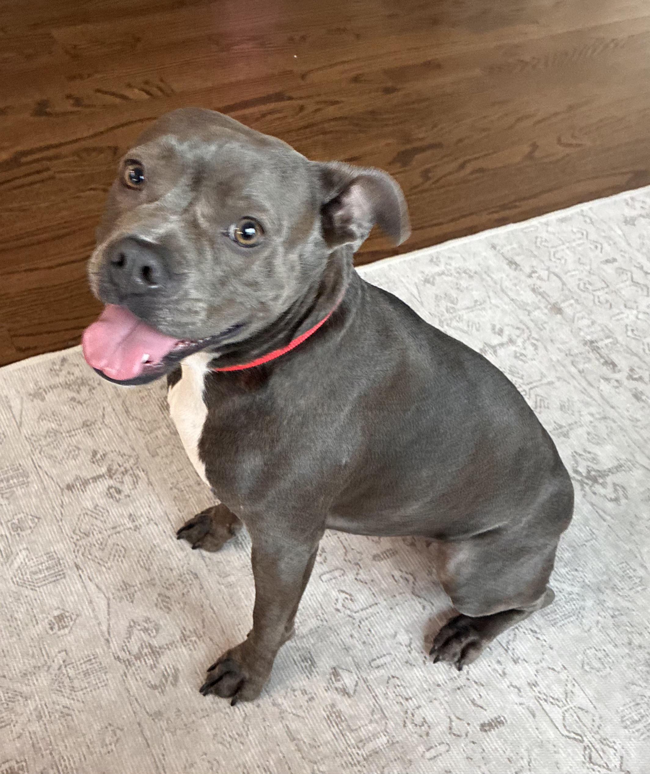 Munch in NE, ADOPTABLE, Adult Female Boston Terrier.