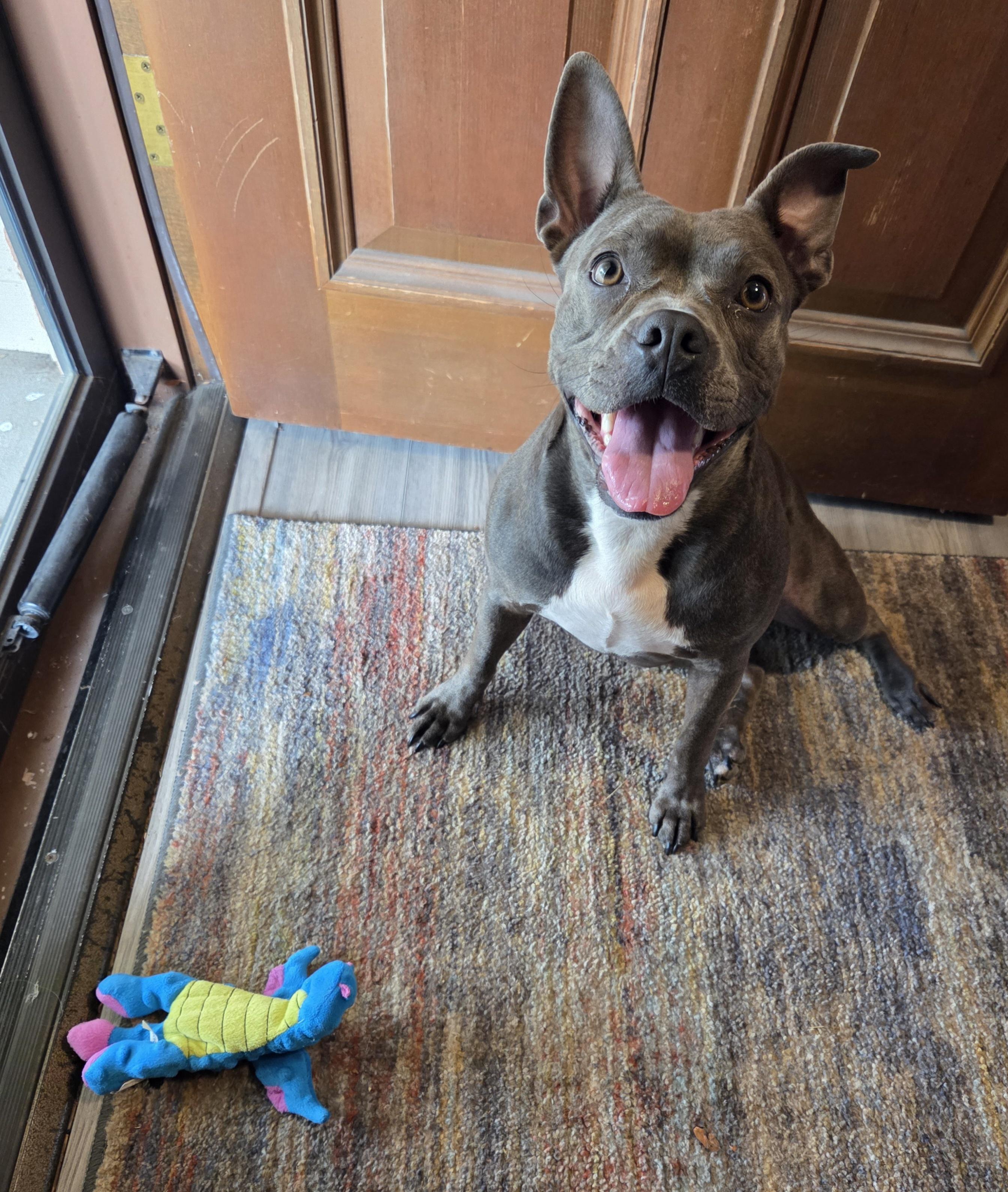 Enlarge Munch in NE, a ADOPTABLE mixed breed in Elkhorn, NE image 5/6
