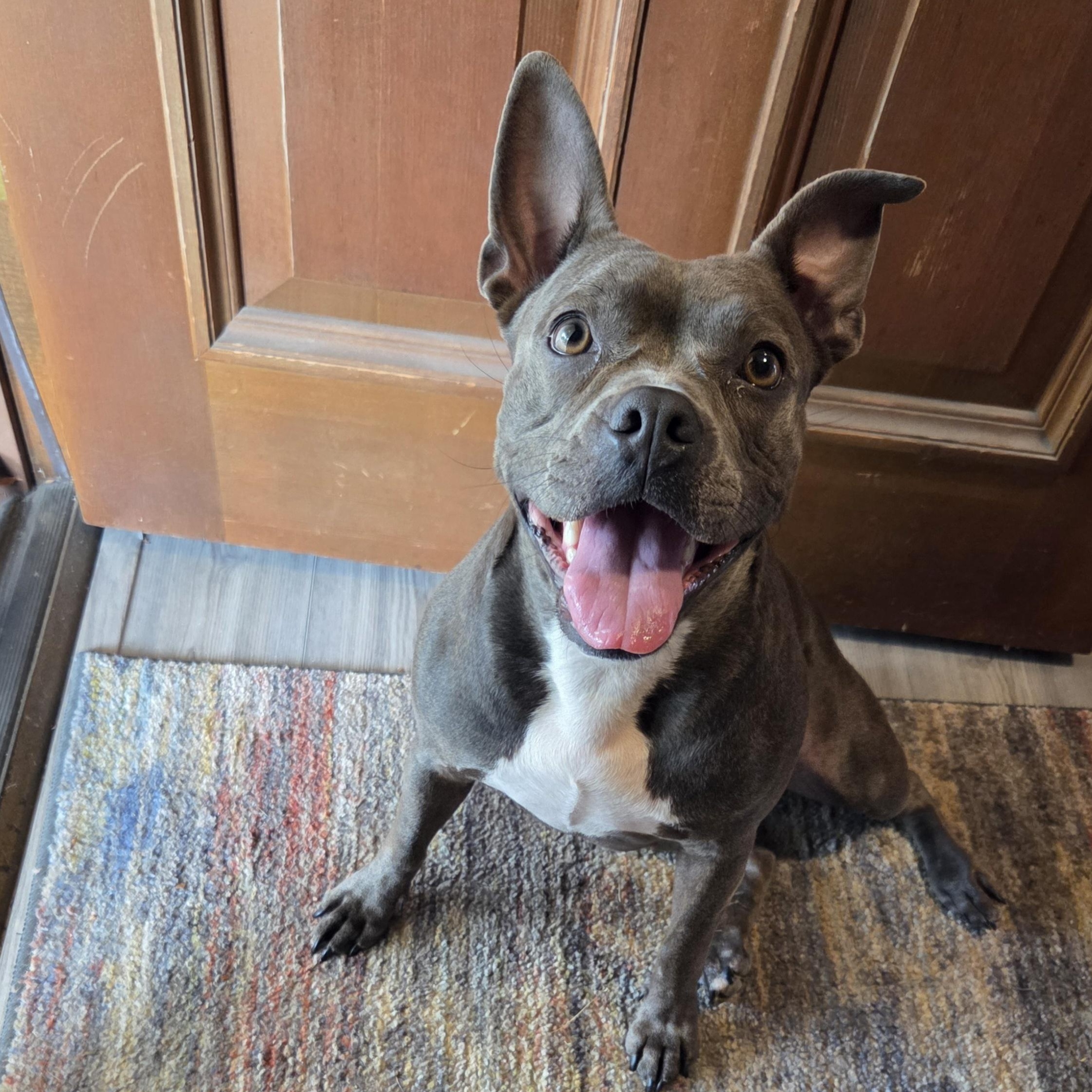 Enlarge Munch in NE, a Adoptable mixed breed in Elkhorn, NE image 1/6