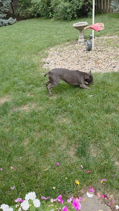 Enlarge Munch in NE, a ADOPTABLE mixed breed in Elkhorn, NE video 4/6
