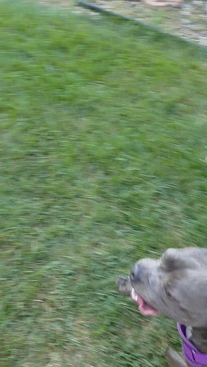 Enlarge Munch in NE, a ADOPTABLE mixed breed in Elkhorn, NE video 5/6