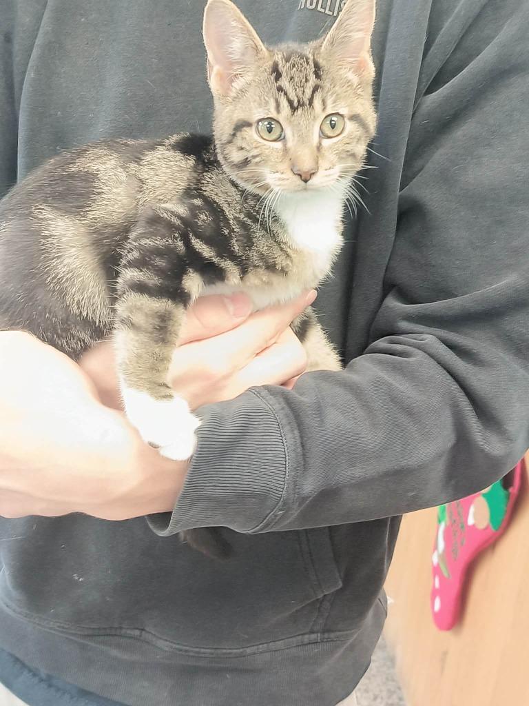 Enlarge Buddy #2, a Adopted mixed breed in Kendallville, IN image 1/1