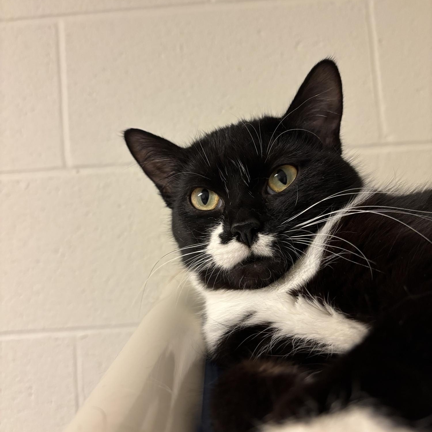 Enlarge Stella CS-010/26, an adopted Domestic Short Hair in Burlington, ON image 1/3