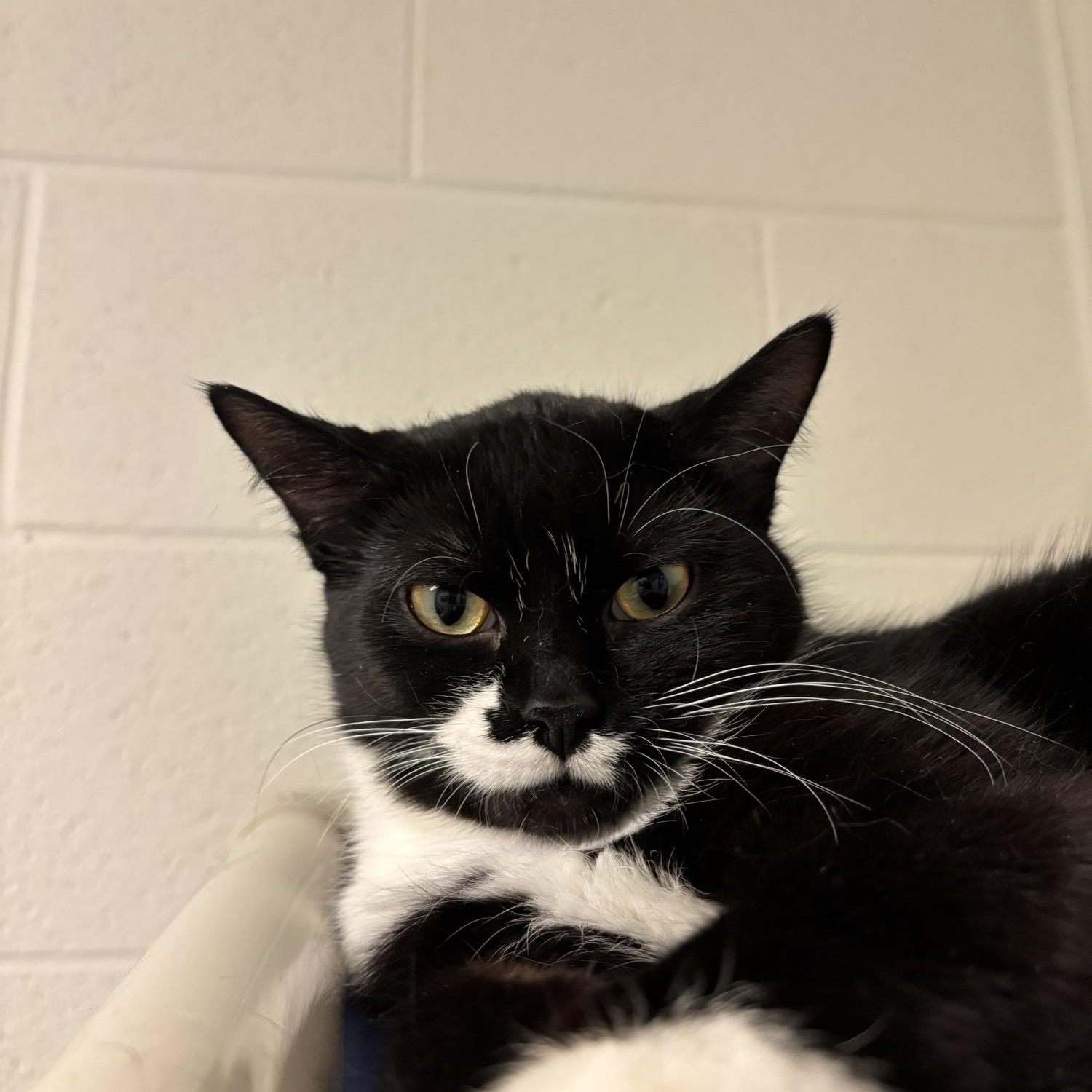 Enlarge Stella CS-010/26, an adopted Domestic Short Hair in Burlington, ON image 2/3