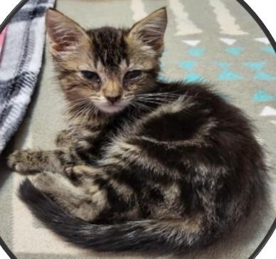 April's Boxer, Adopted, Young Male Domestic Short Hair.