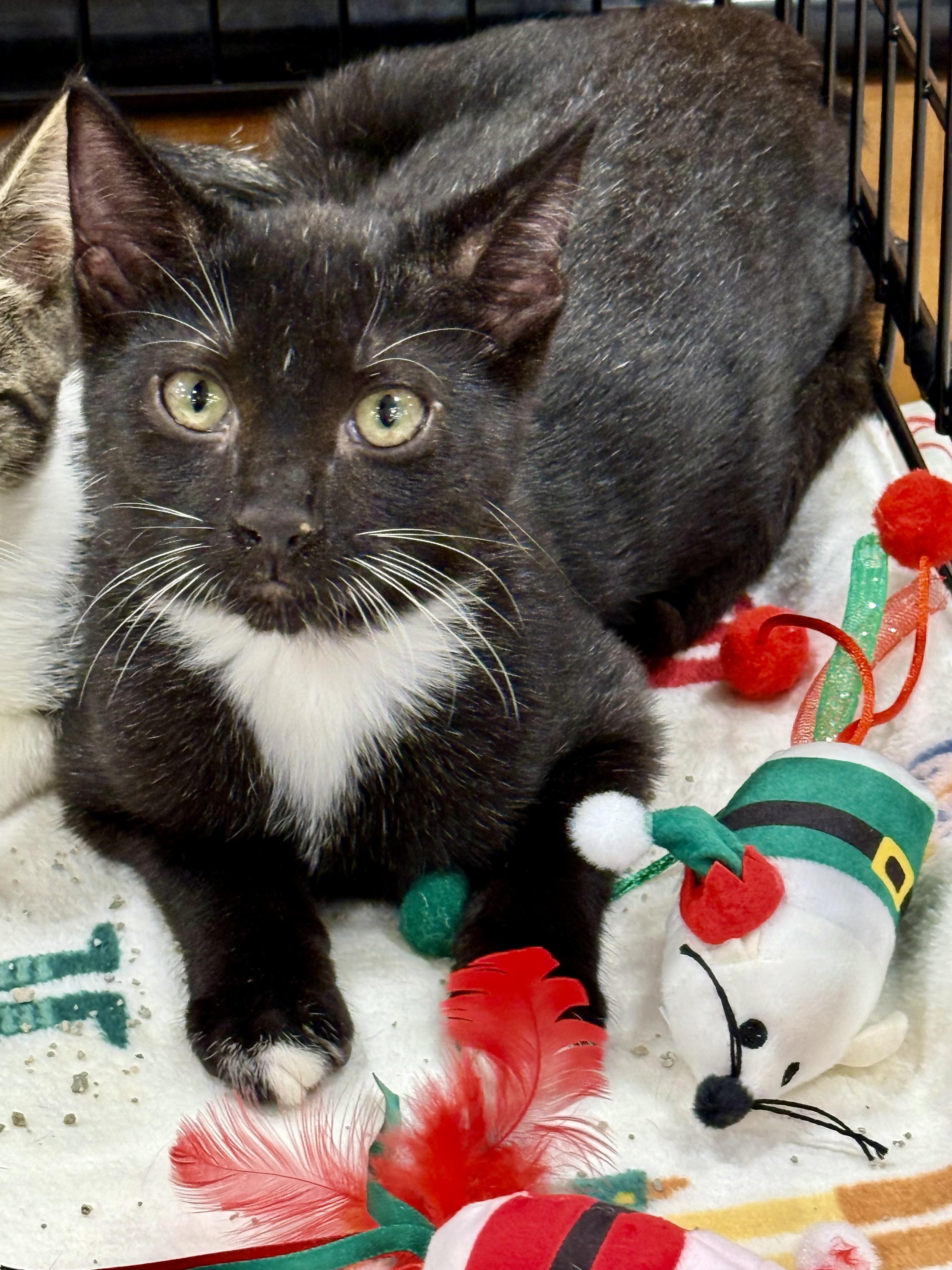 Enlarge Beetle juice, a Adoptable Domestic Short Hair in New Port Richey, FL image 1/1