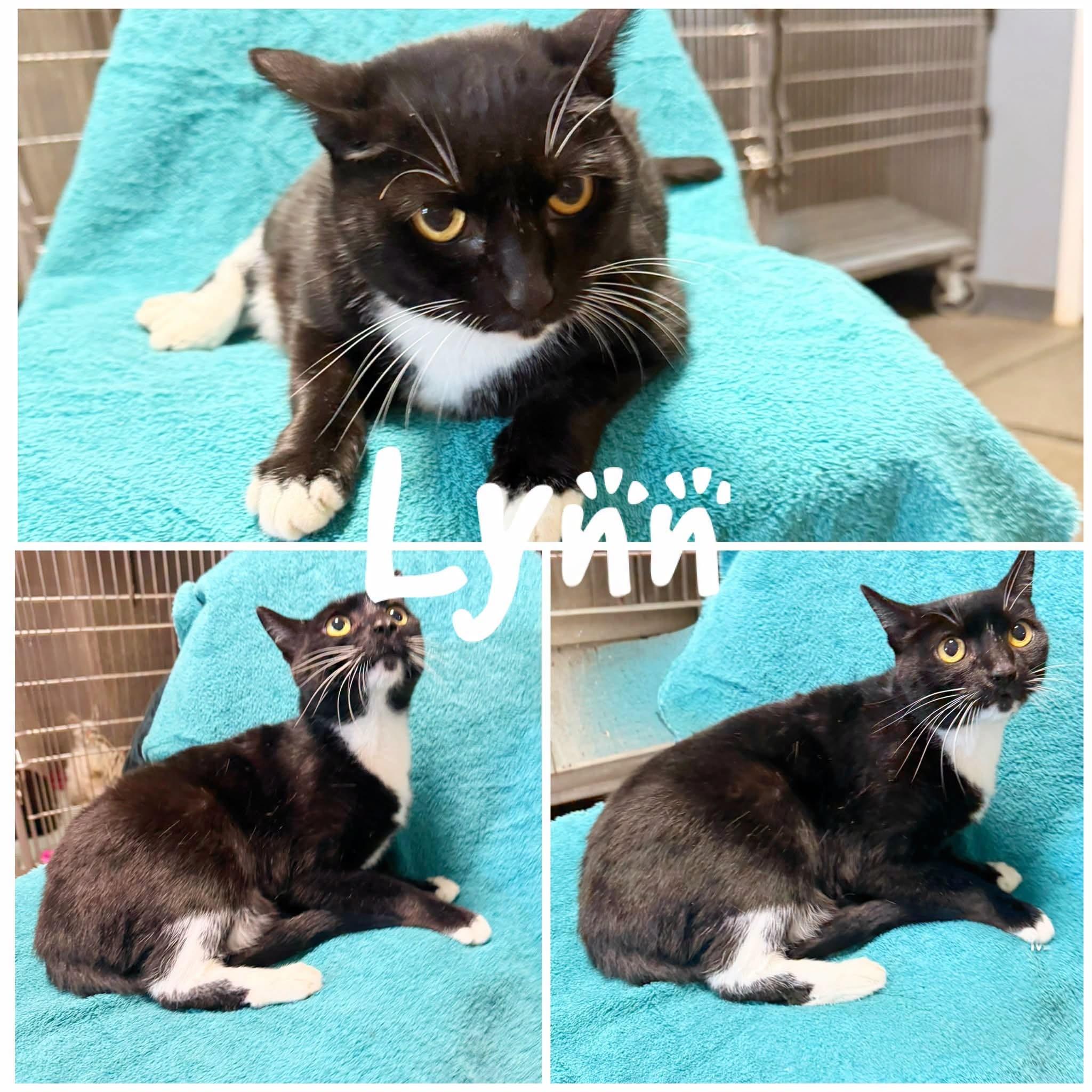 Enlarge Lynn, a Adoptable Domestic Short Hair in Saint James, MO image 1/1