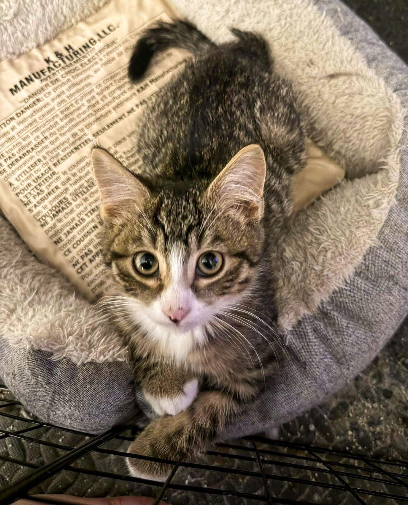 Enlarge Acorn -The Autumn Litter, a Adoptable mixed breed in Mattoon, IL image 1/3