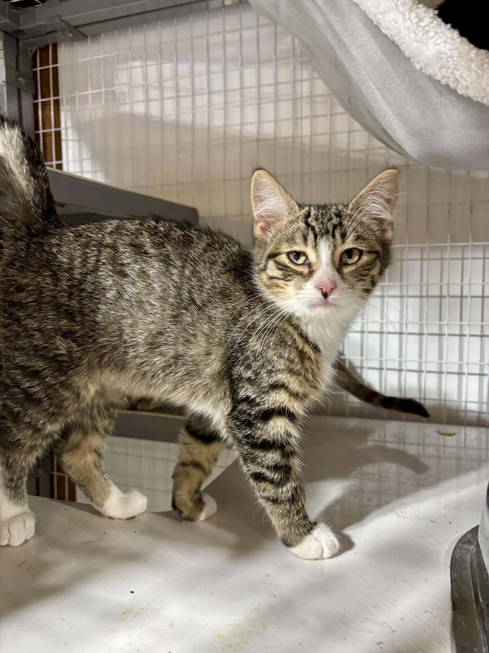 Enlarge Acorn -The Autumn Litter, a Adoptable mixed breed in Mattoon, IL image 2/3