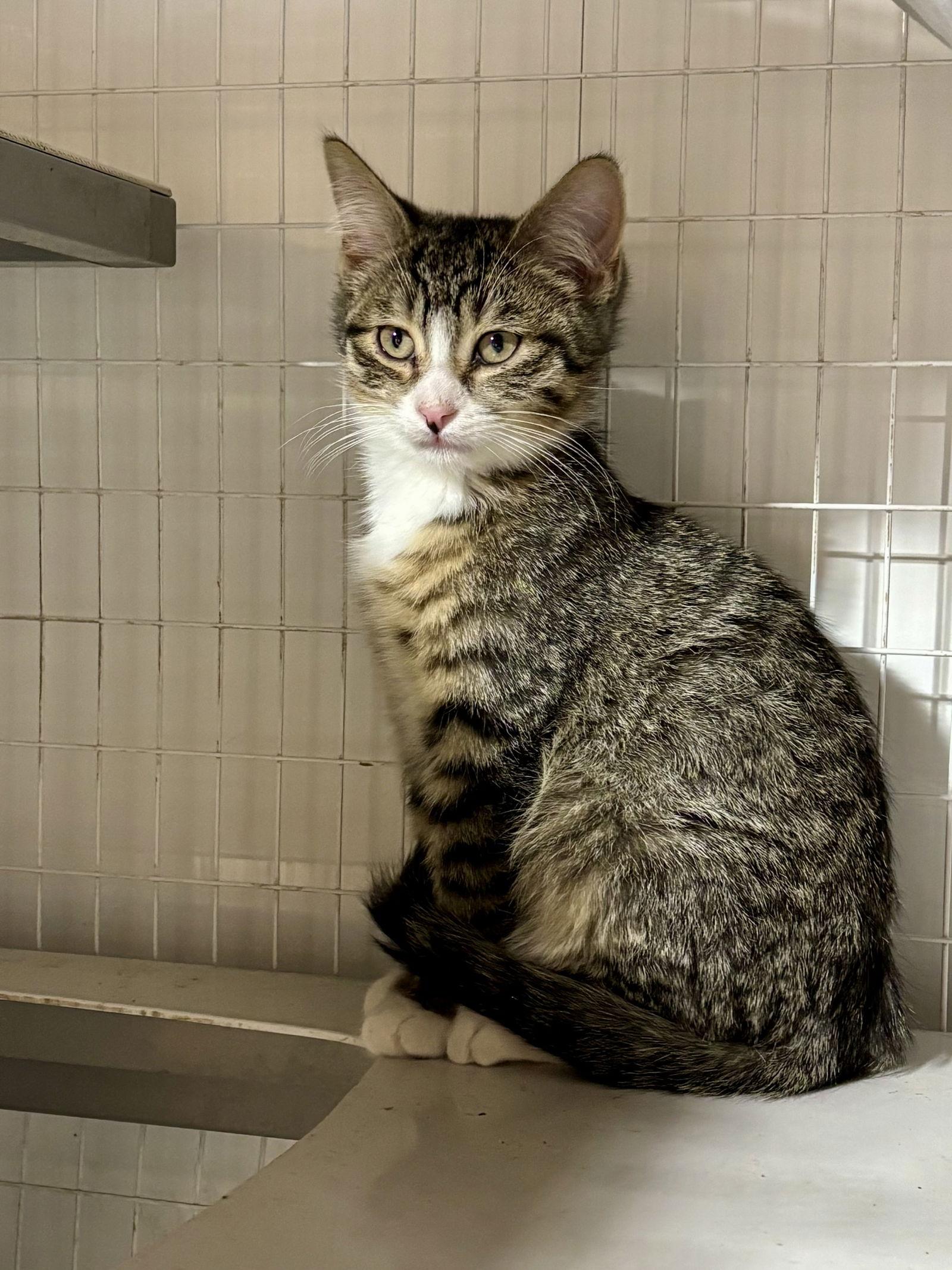 Enlarge Acorn -The Autumn Litter, a Adoptable mixed breed in Mattoon, IL image 3/3