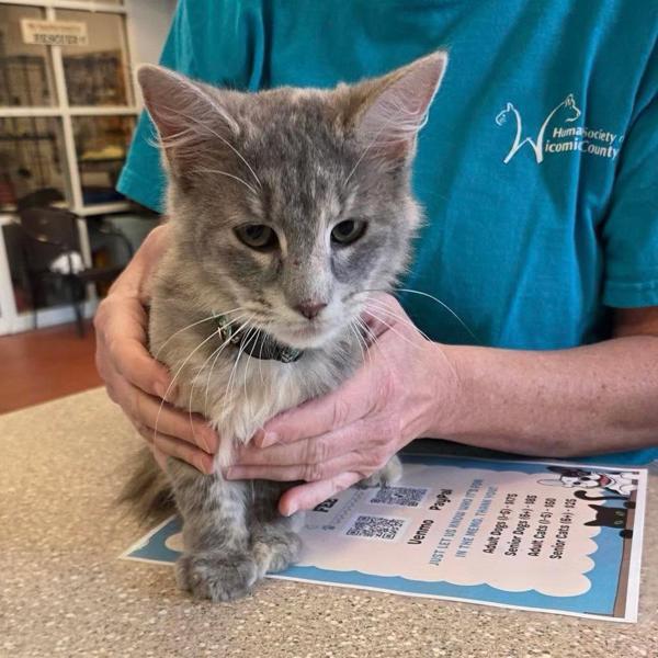 Birdie, Adoptable, Adult Female Domestic Short Hair.