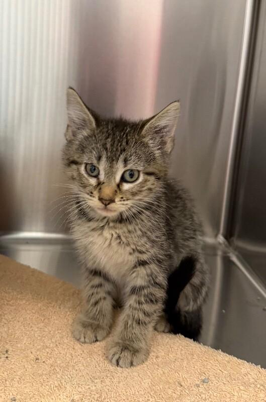 Gina, Adoptable, Young Female Domestic Short Hair.