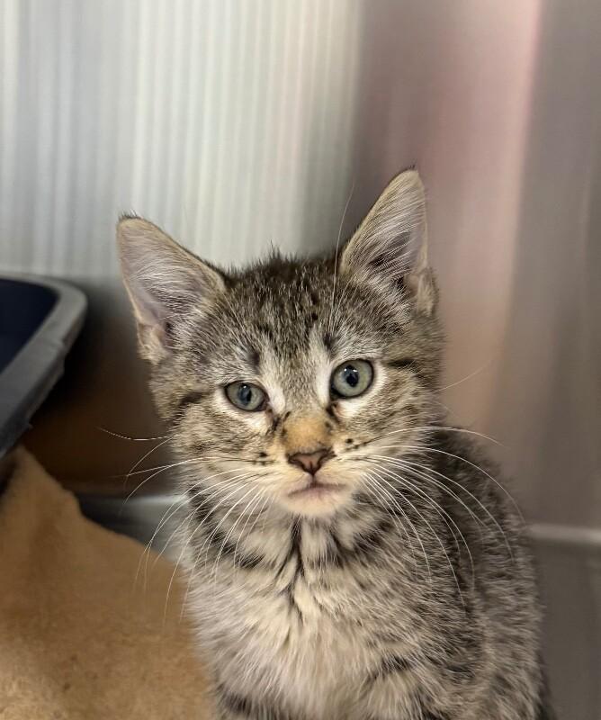 Enlarge Gina, a Adoptable Domestic Short Hair in Yankton, SD image 2/2