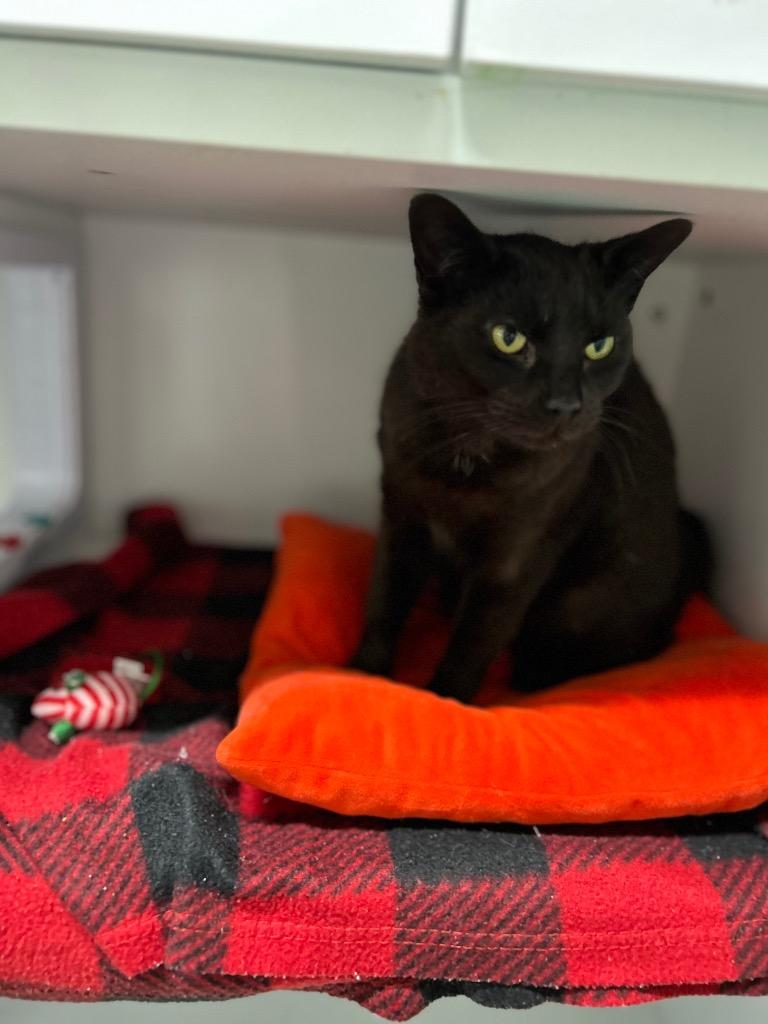 Raven, Adoptable, Young Female Domestic Short Hair.