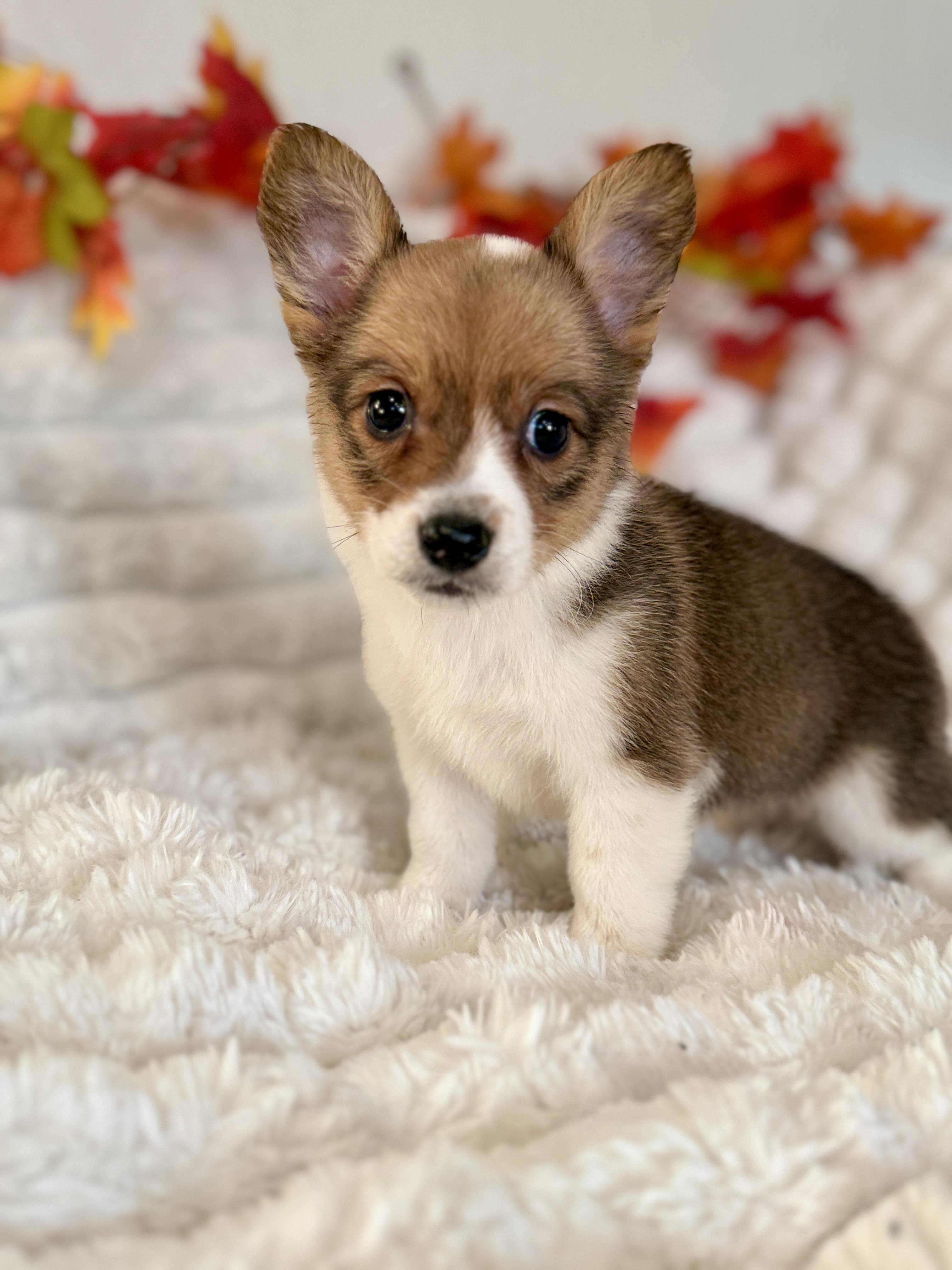 Gingerbread thumbnail 4