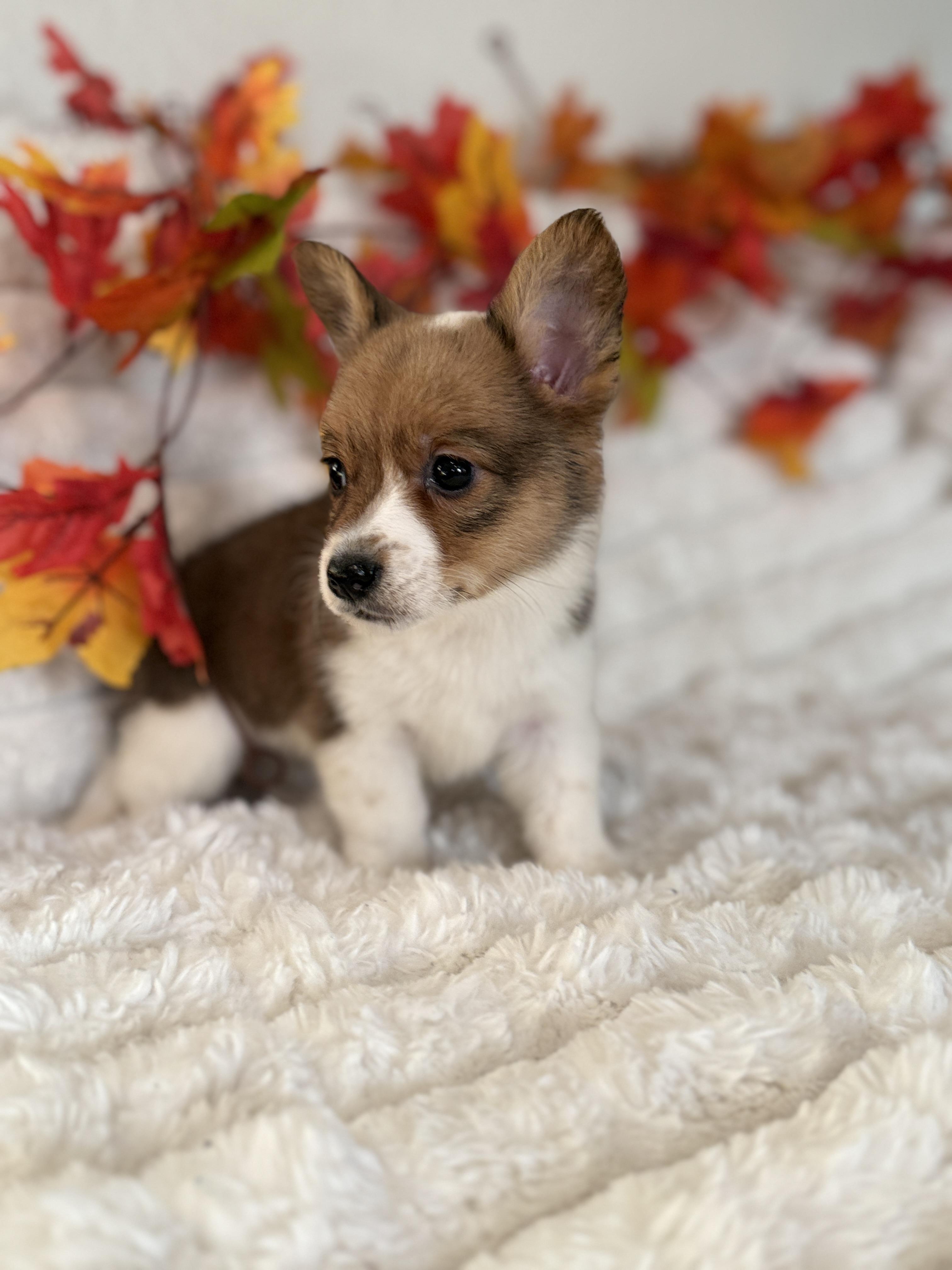 Gingerbread thumbnail 2