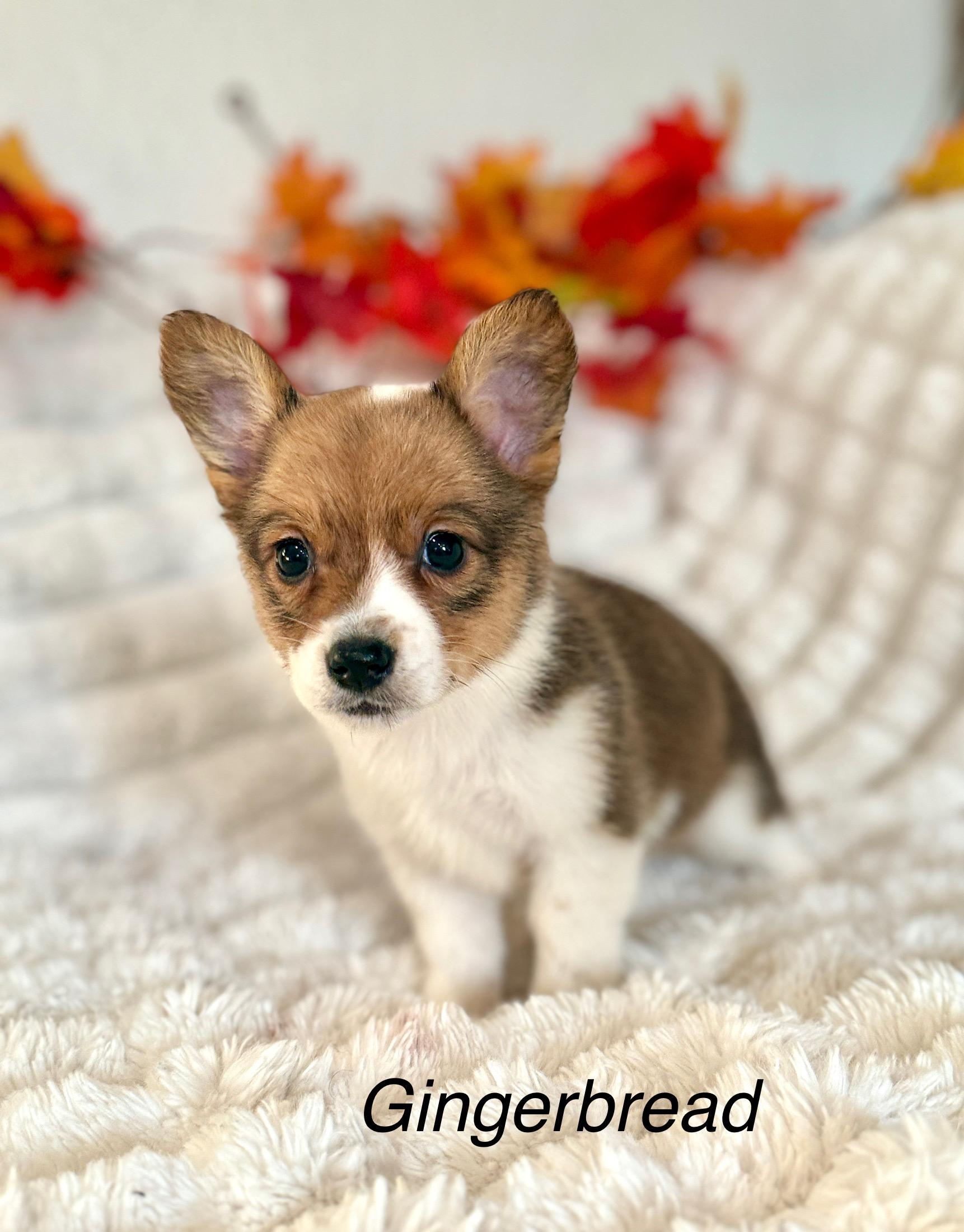 Gingerbread thumbnail 5