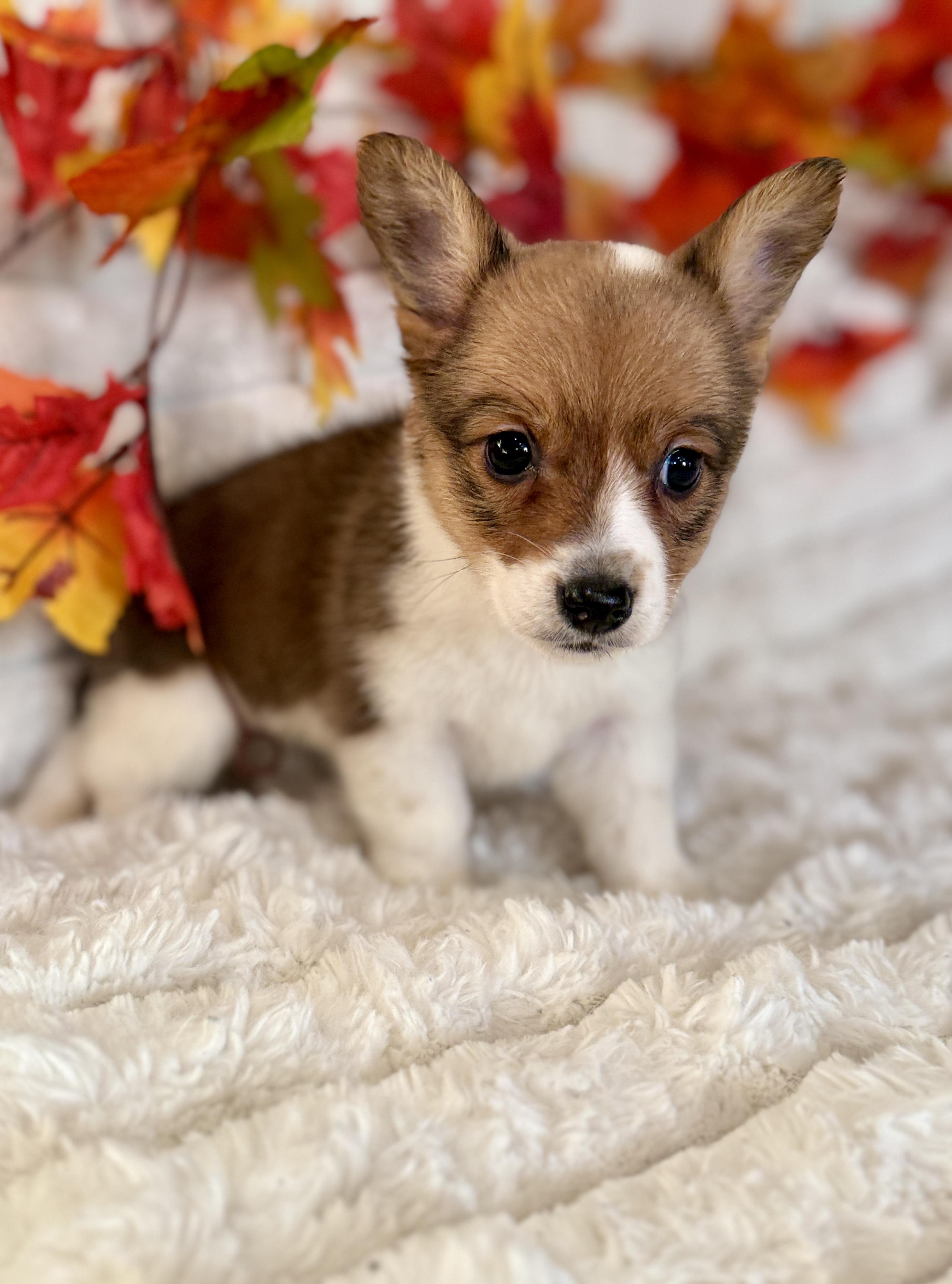 Gingerbread thumbnail 3