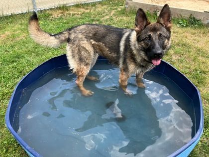 Clover, a Adoptable German Shepherd Dog in Ypsilanti, MI image 1/9
