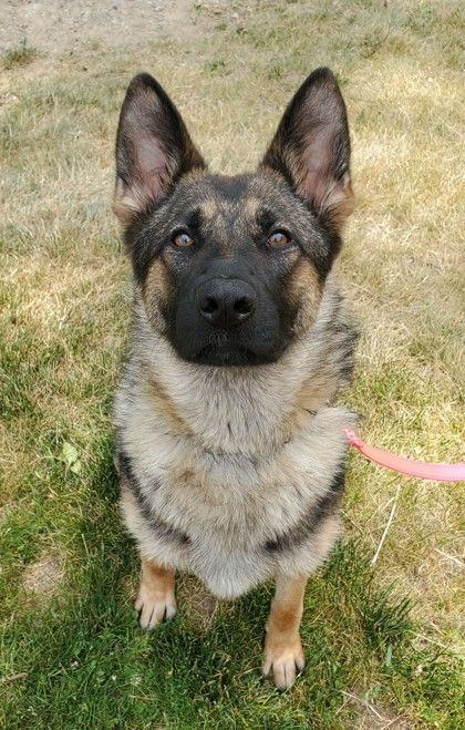Clover, a Adoptable German Shepherd Dog in Ypsilanti, MI image 2/9