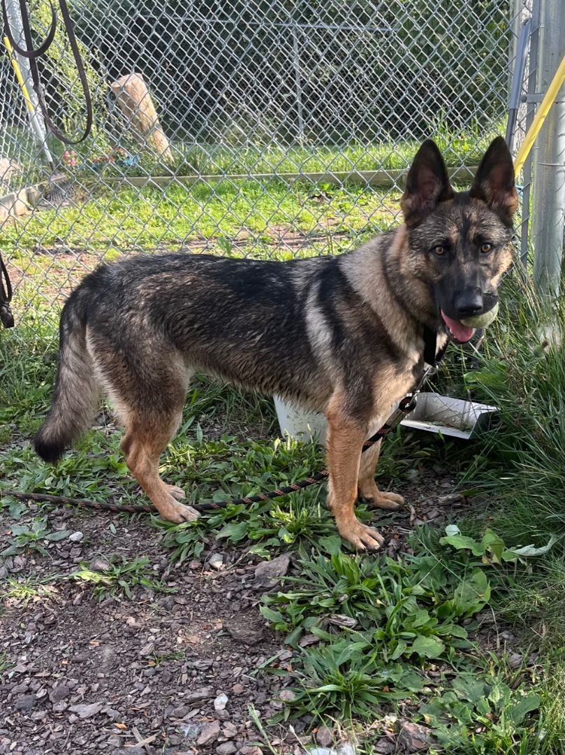 Clover, a Adoptable German Shepherd Dog in Ypsilanti, MI image 3/9