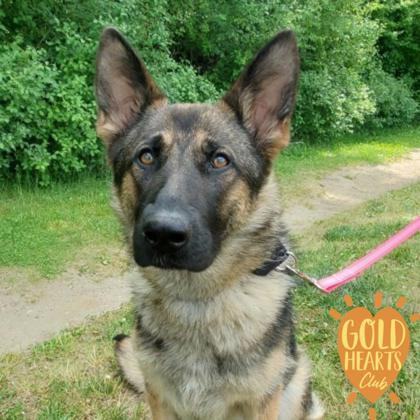 Clover, a Adoptable German Shepherd Dog in Ypsilanti, MI image 4/9