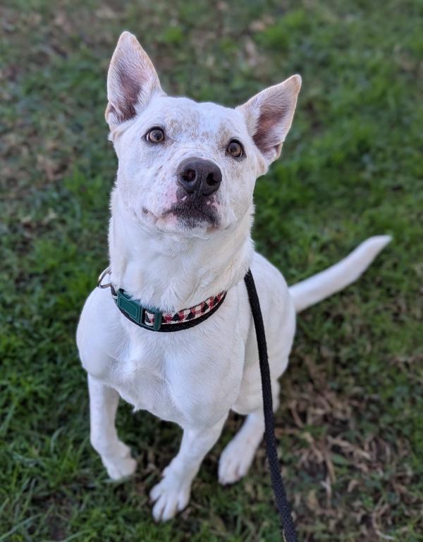 Enlarge Quiet As a Mouse, a Adoptable mixed breed in Richmond, VA image 1/4