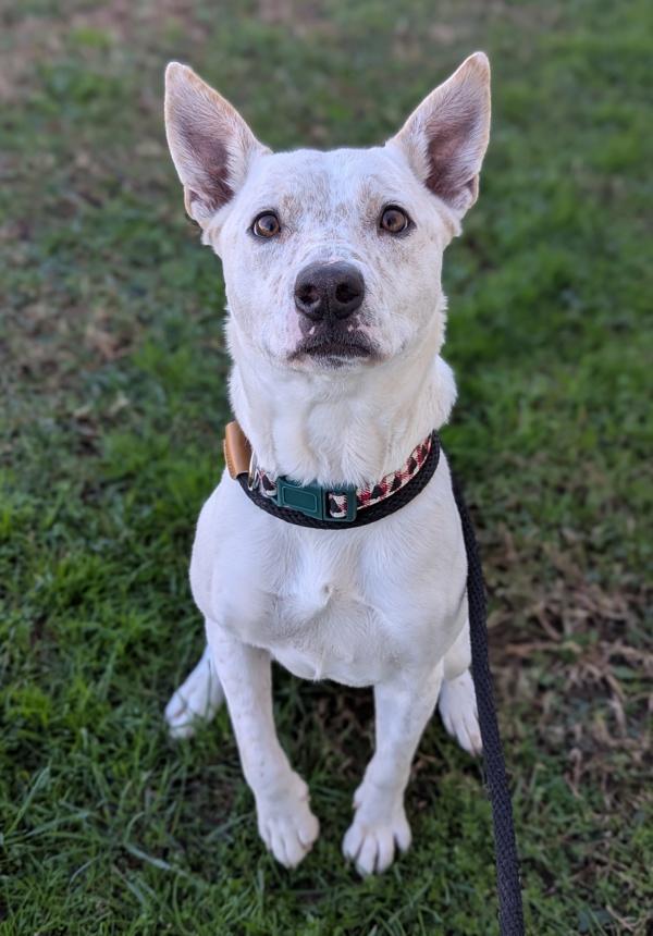 Enlarge Quiet As a Mouse, a Adoptable mixed breed in Richmond, VA image 2/4