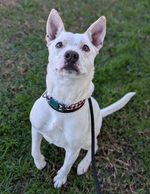 Enlarge Quiet As a Mouse, a Adoptable mixed breed in Richmond, VA image 3/4