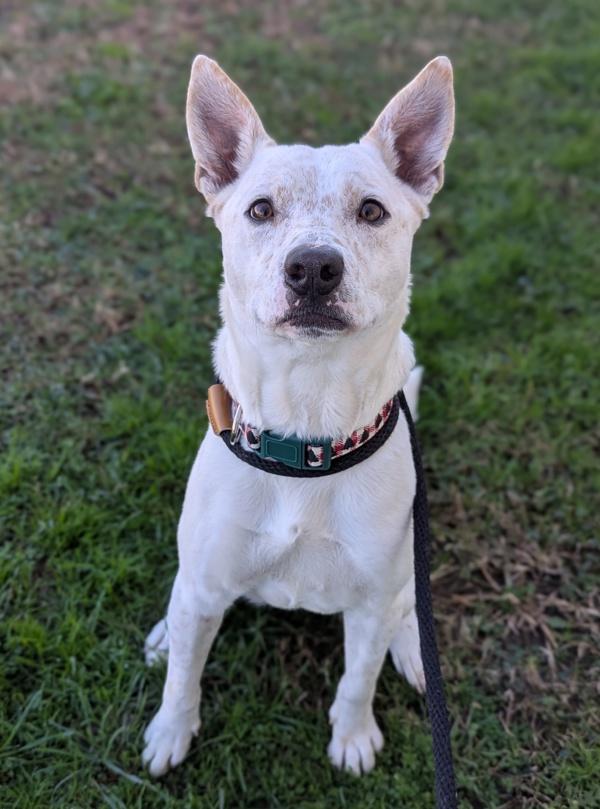Quiet As a Mouse, Adoptable, Adult Female Australian Cattle Dog / Blue Heeler.