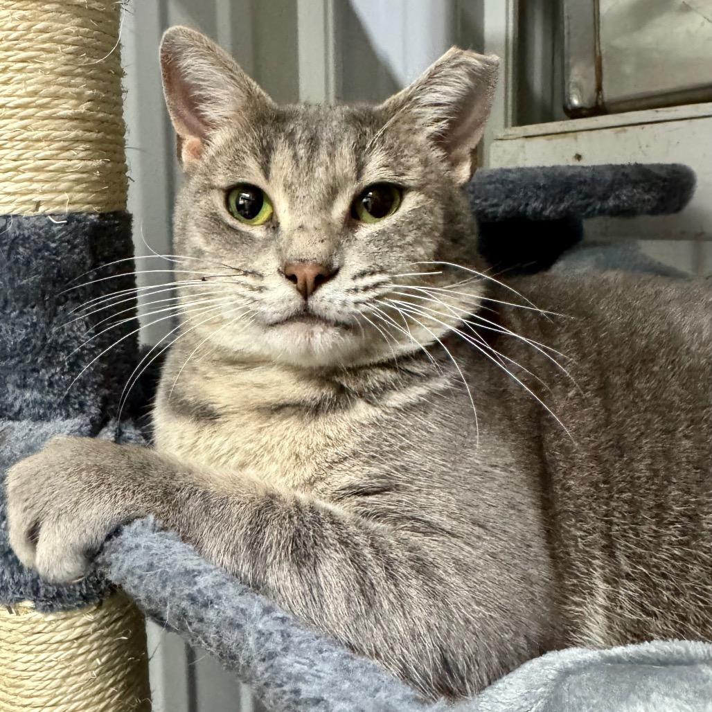 Charlotte, a Adoptable Domestic Short Hair in Blairsville, GA image 6/6