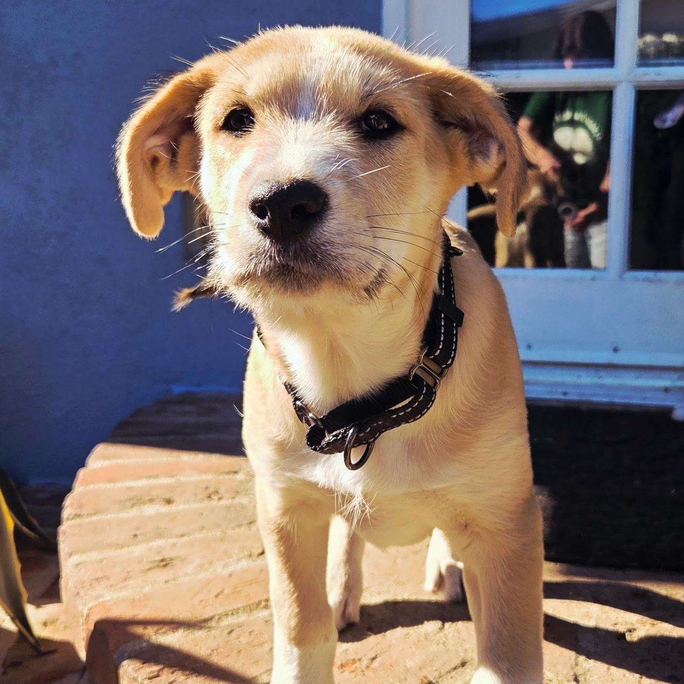 Enlarge Chesnut, a Adoptable Labradoodle in Sun Valley, CA image 1/6