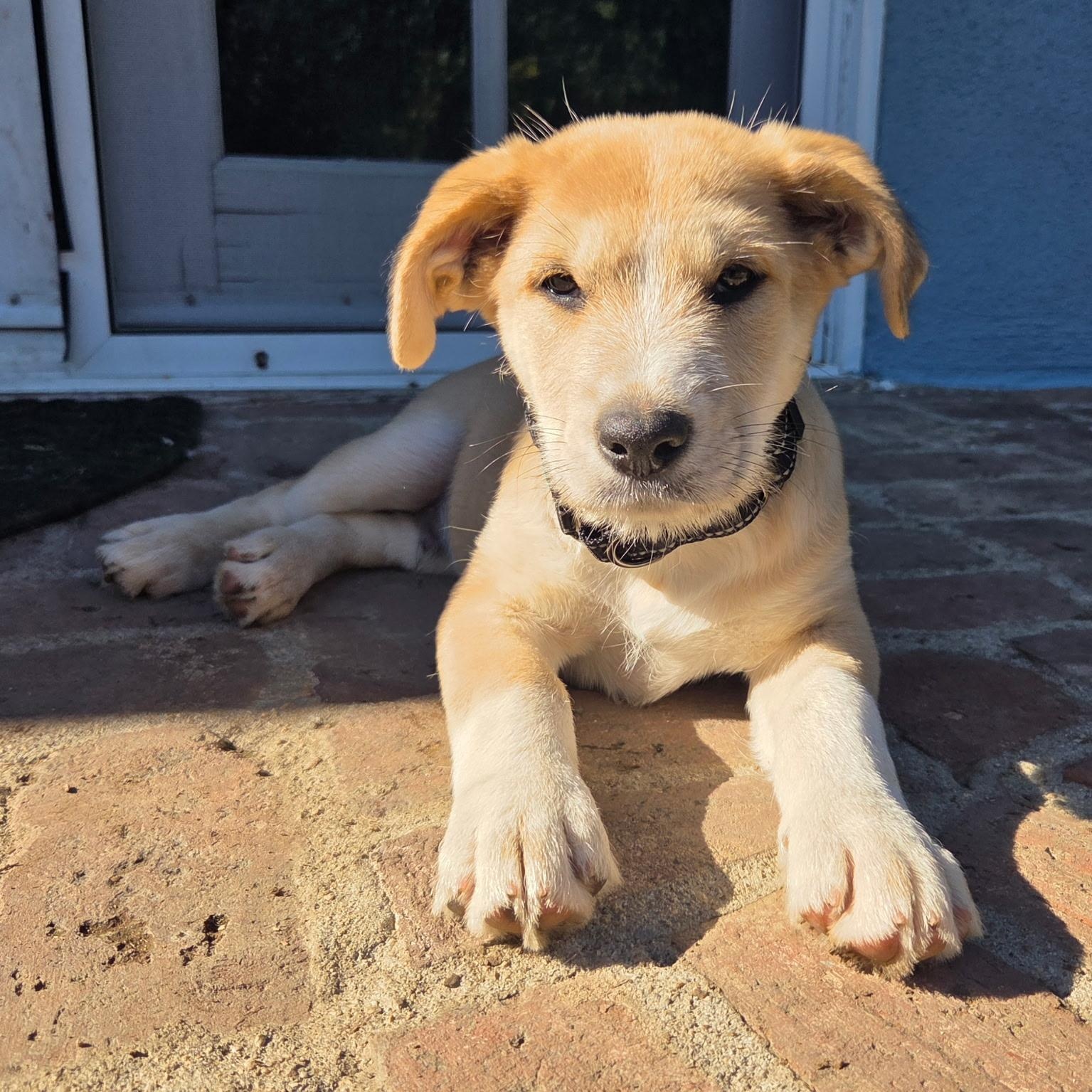 Enlarge Chesnut, a Adoptable Labradoodle in Sun Valley, CA image 2/6